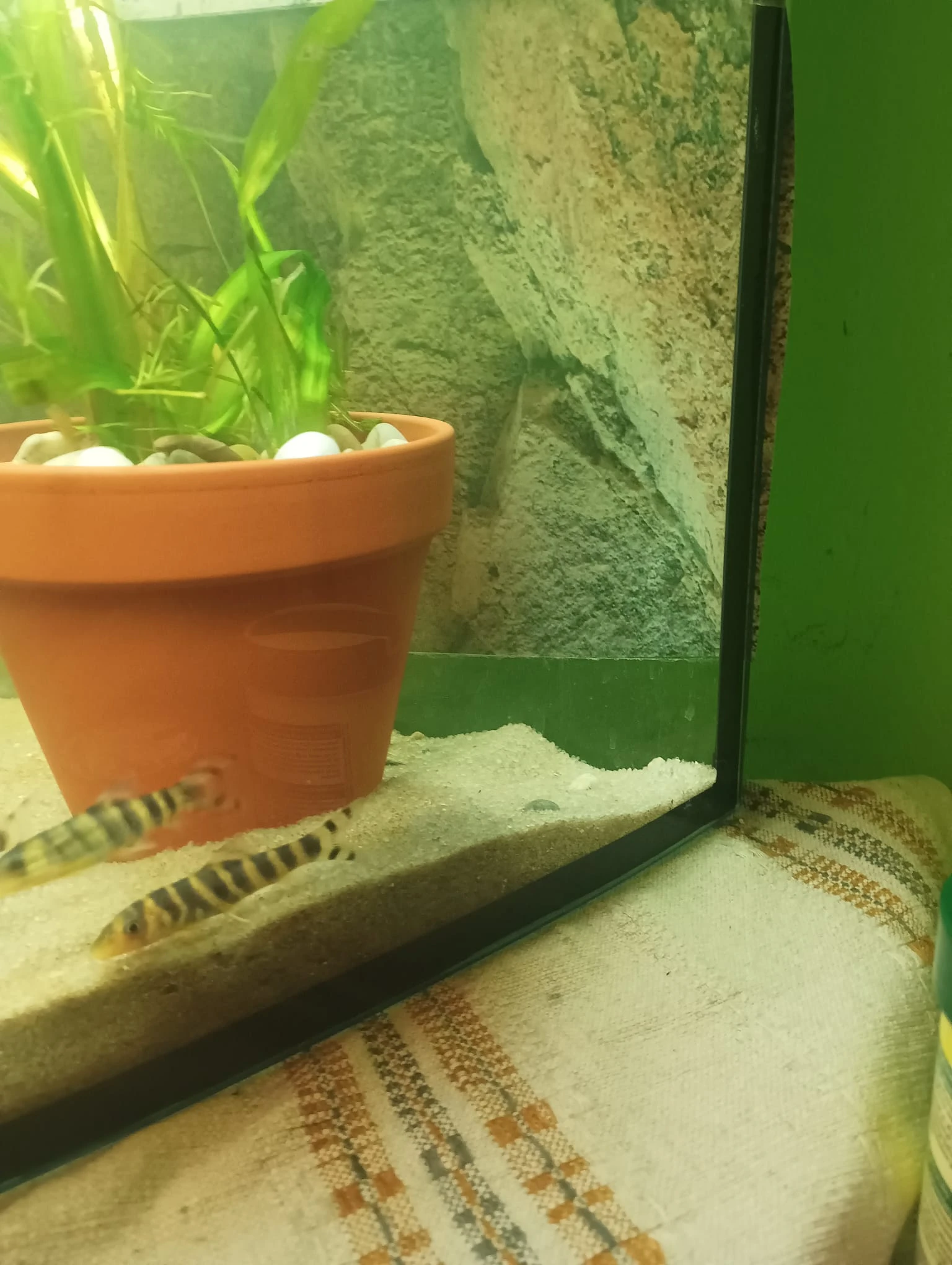 Prodám sekavky zelenopruhé