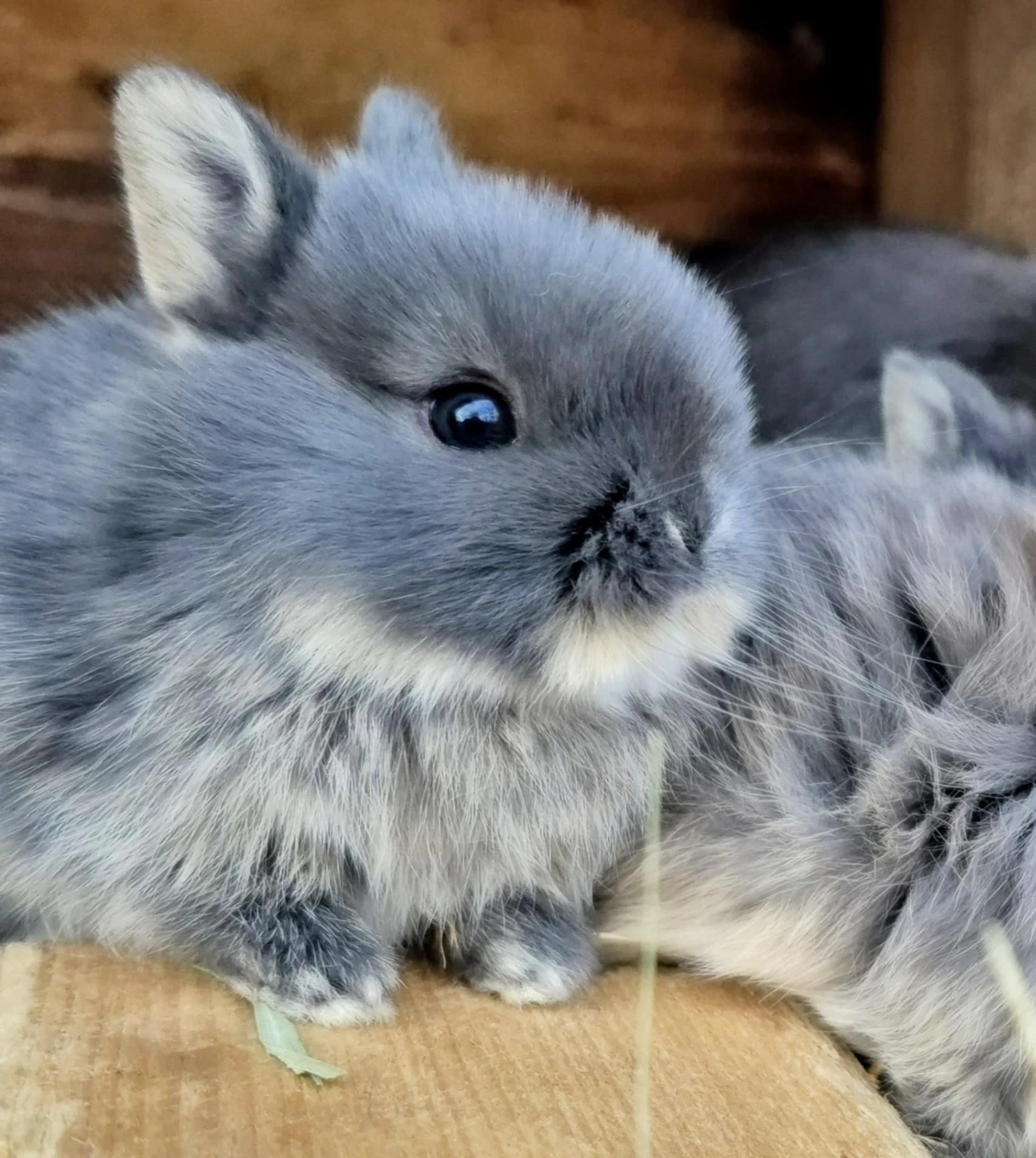 Zakrslý bilopesíkatý králiček