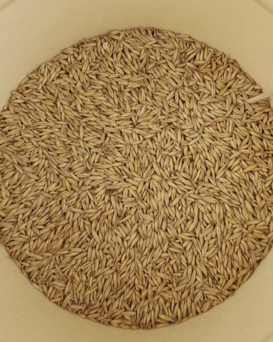 Oves, ječmen, pšenice