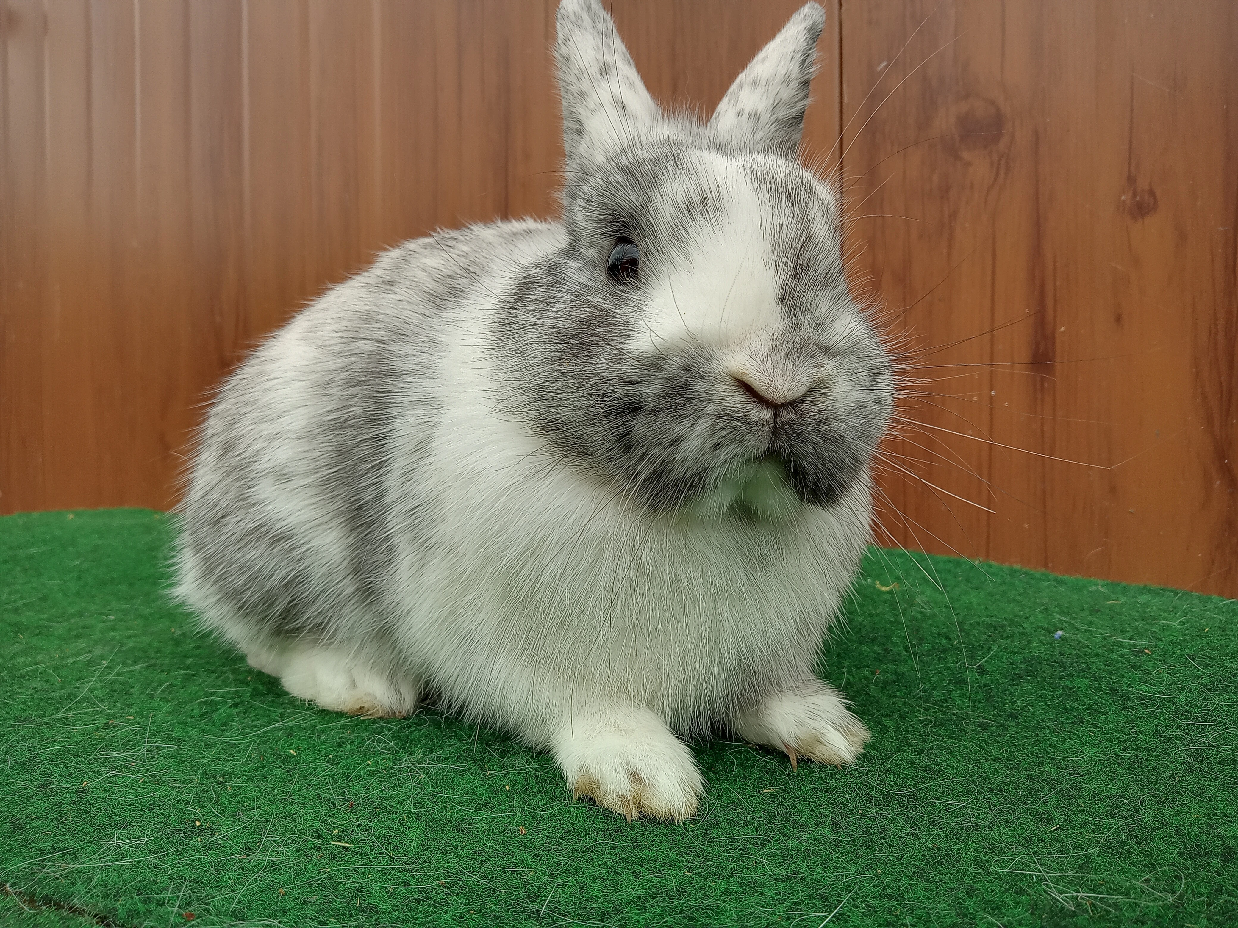 Zakrslá rhönská samička