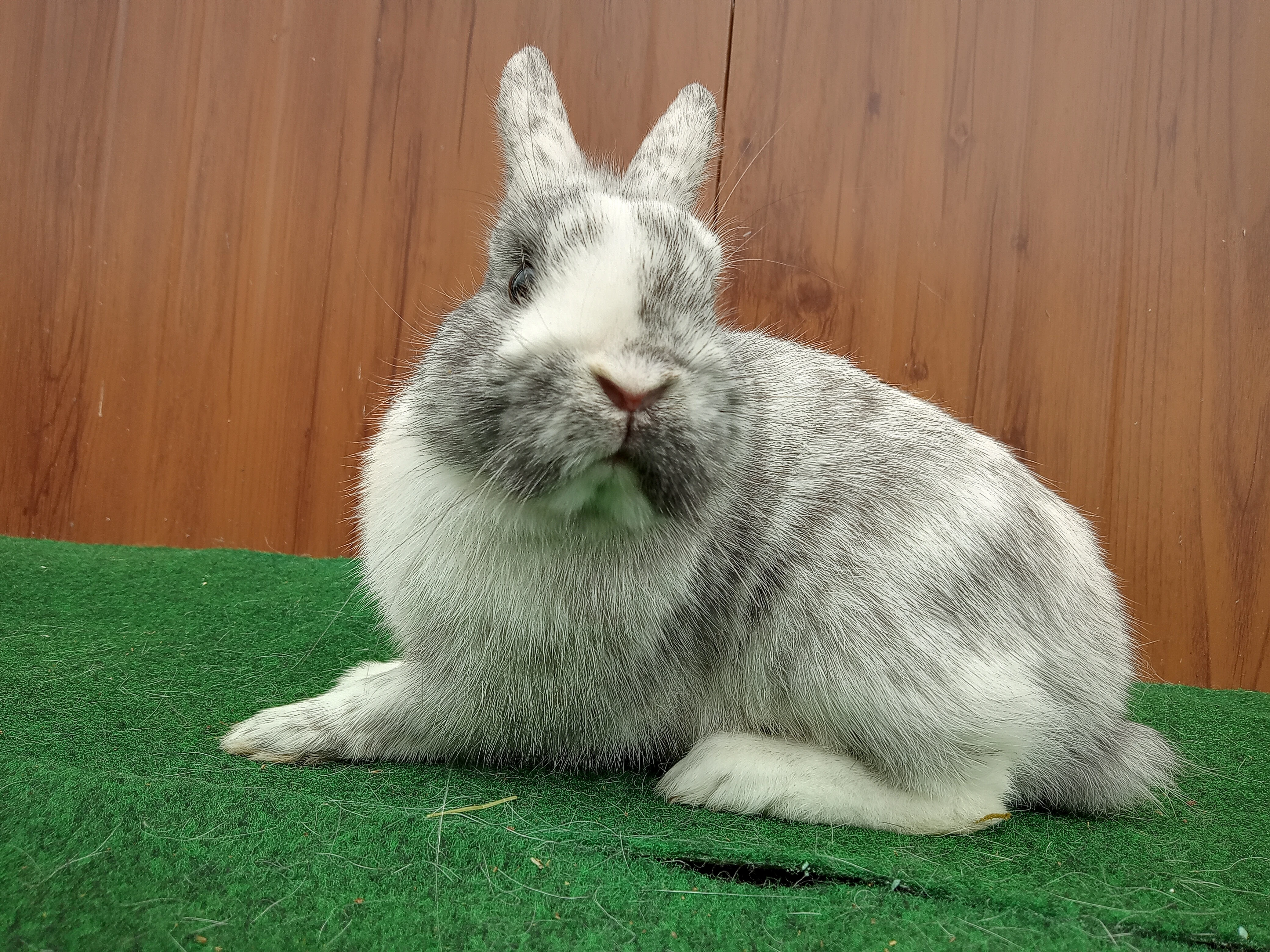 Zakrslá rhönská samička