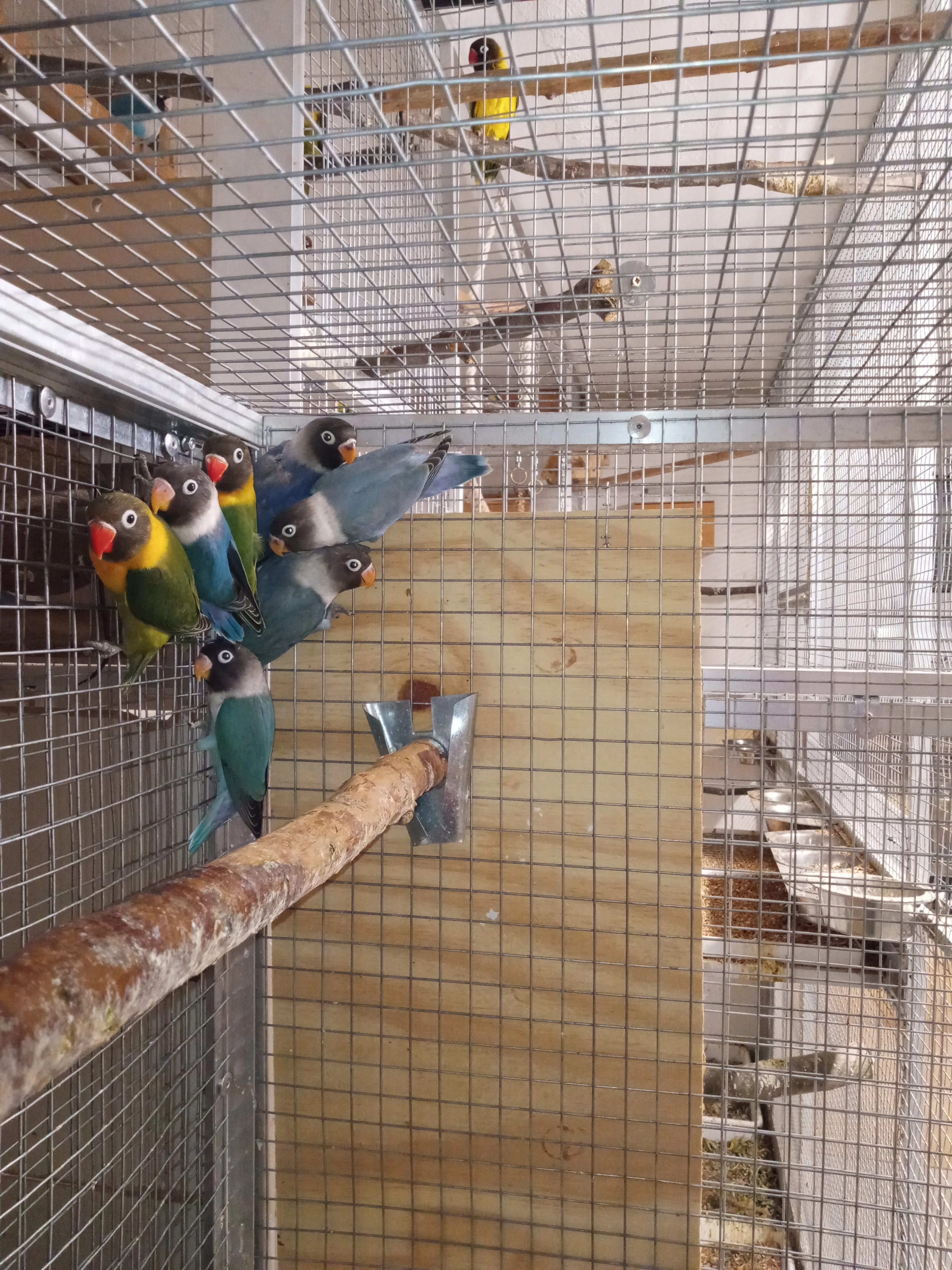 Prodám mláďata Agapornise škraboškového