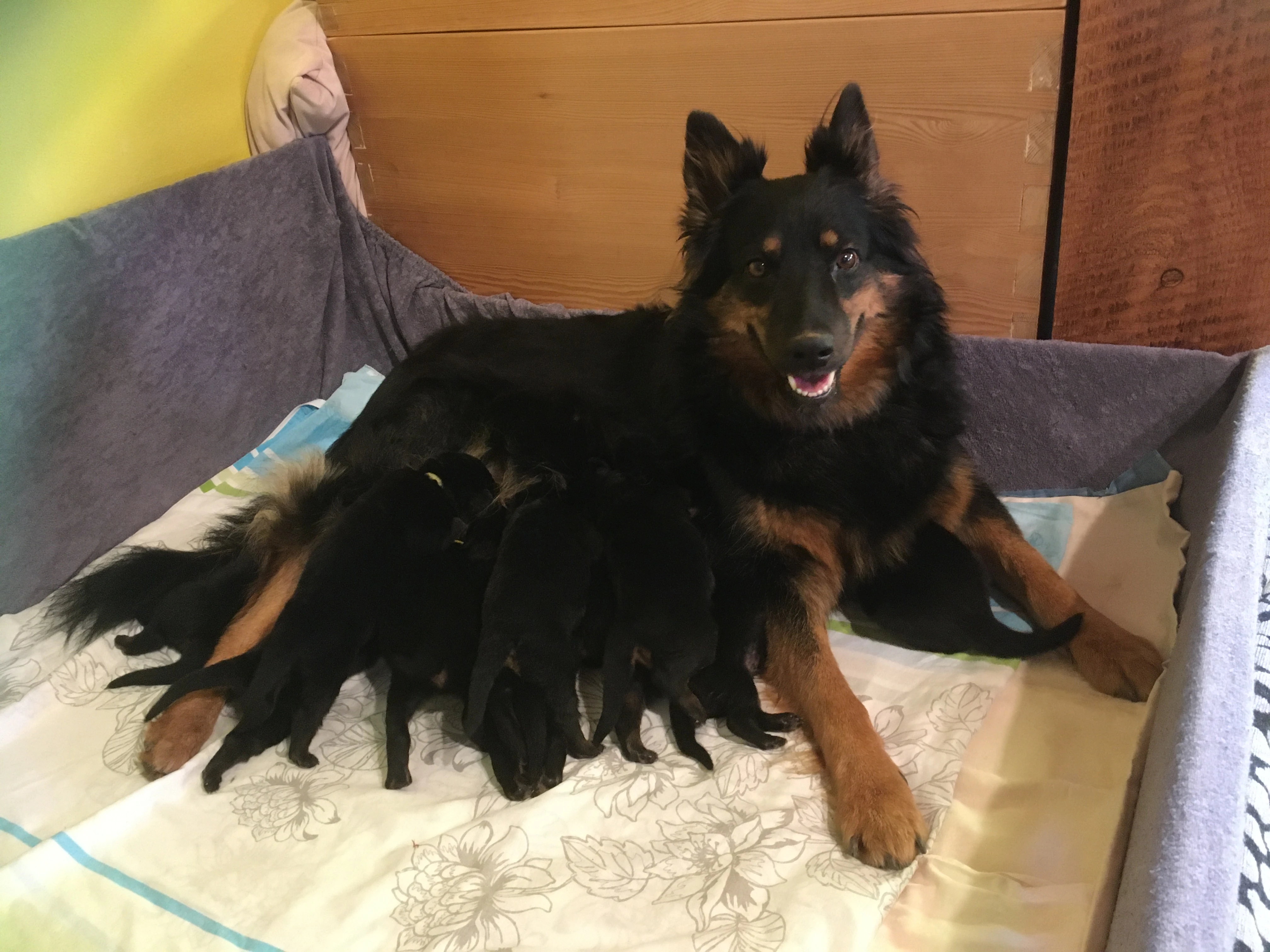 Zadáváme plánovaná štěňata Chodského psa s PP