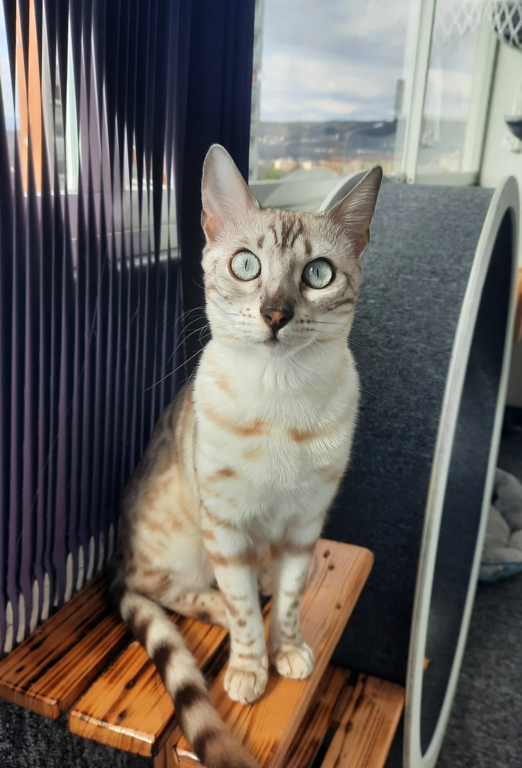 Bengálská kočka s PP