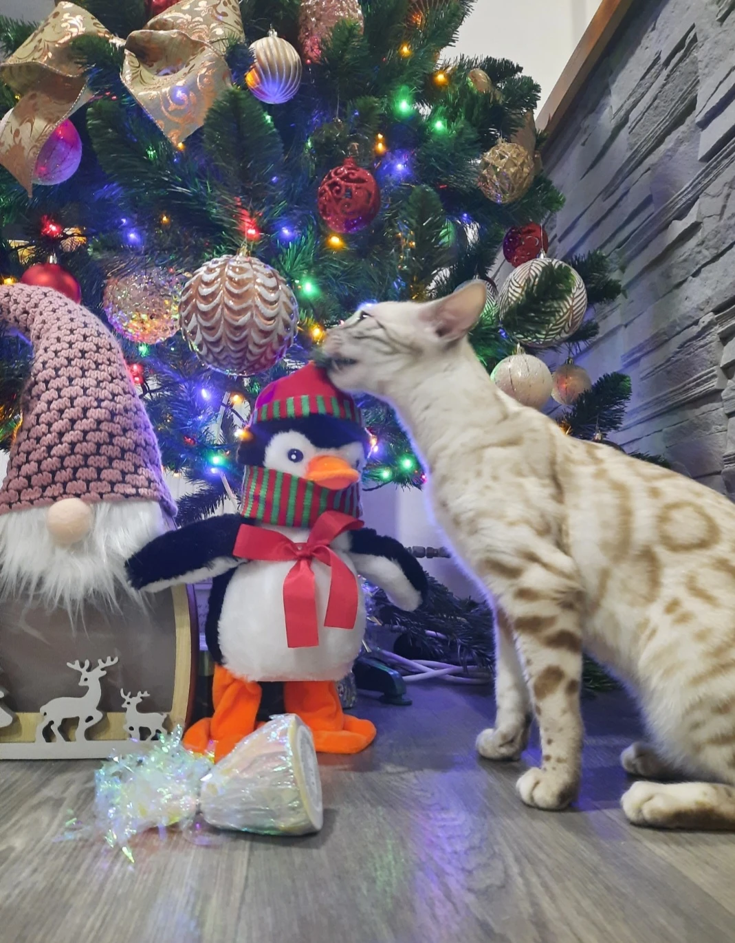 Bengálská kočka s PP