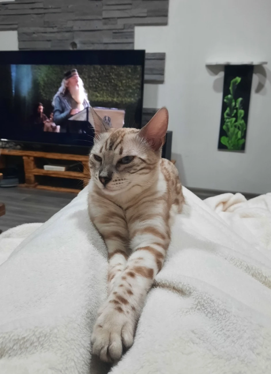 Bengálská kočka s PP