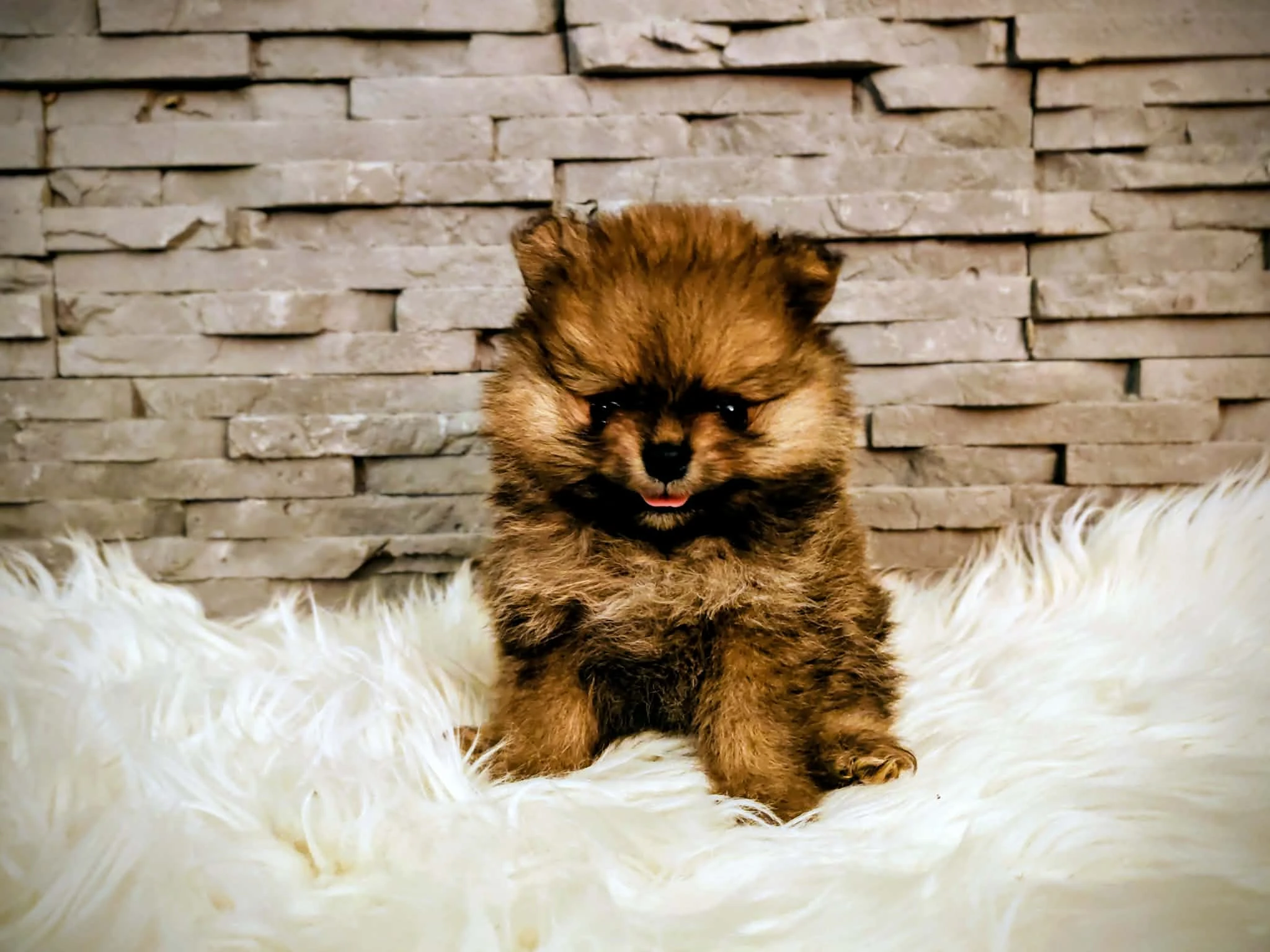 Prodám štěně Pomeranian