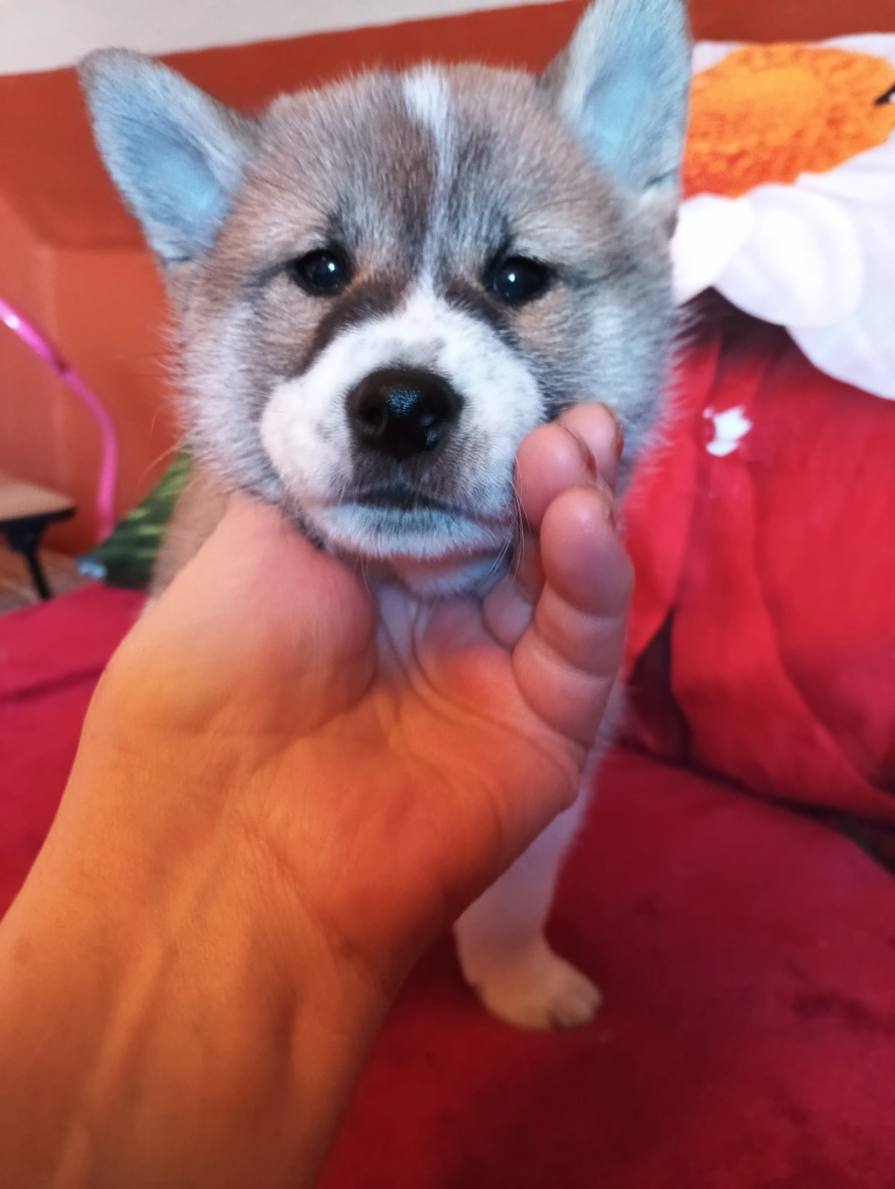 Štěňátka Shiba inu