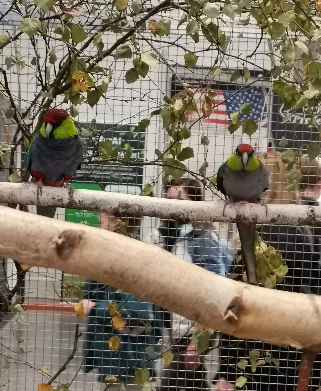 Papoušek červenočapkový