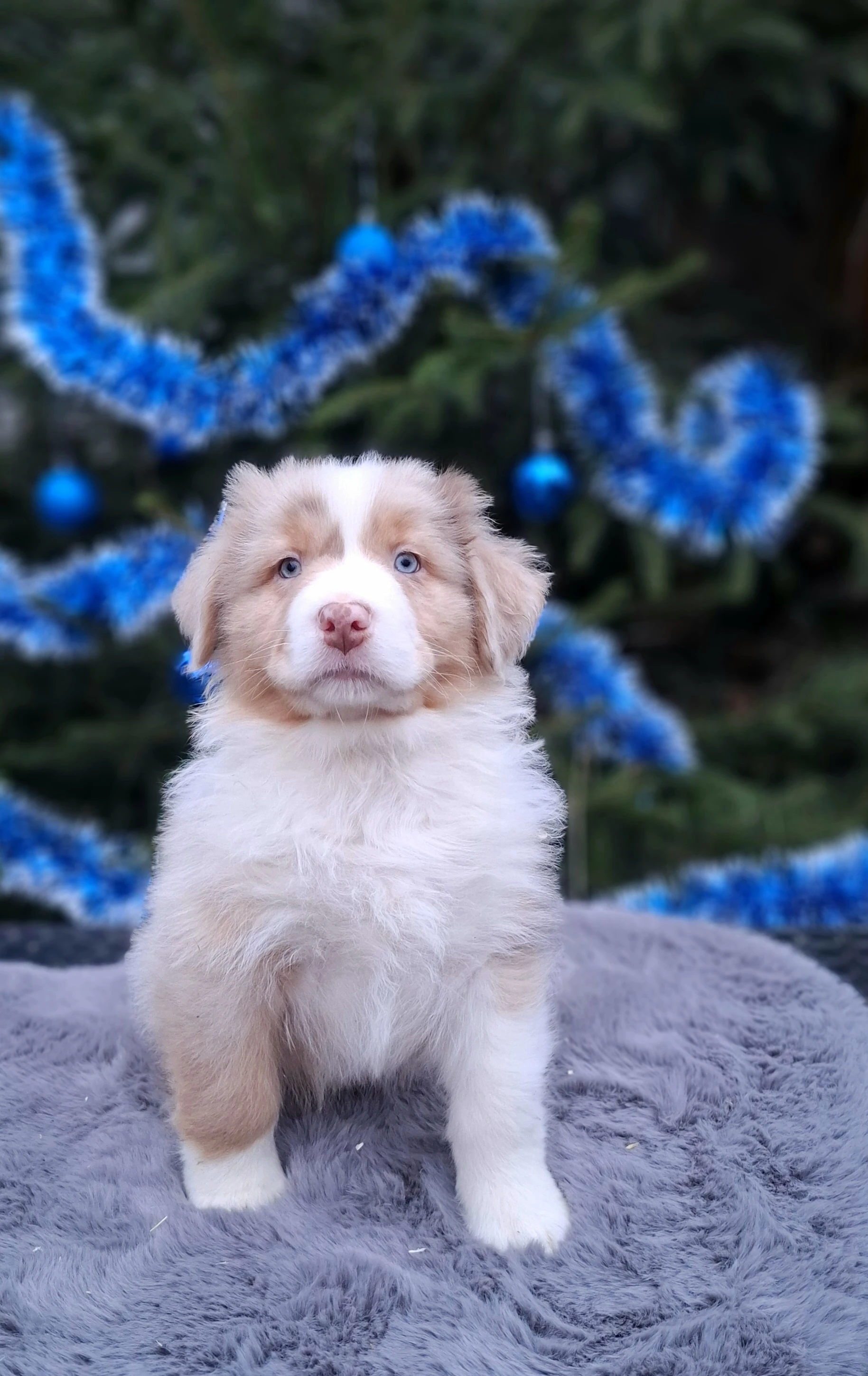 Australský ovčák s PP