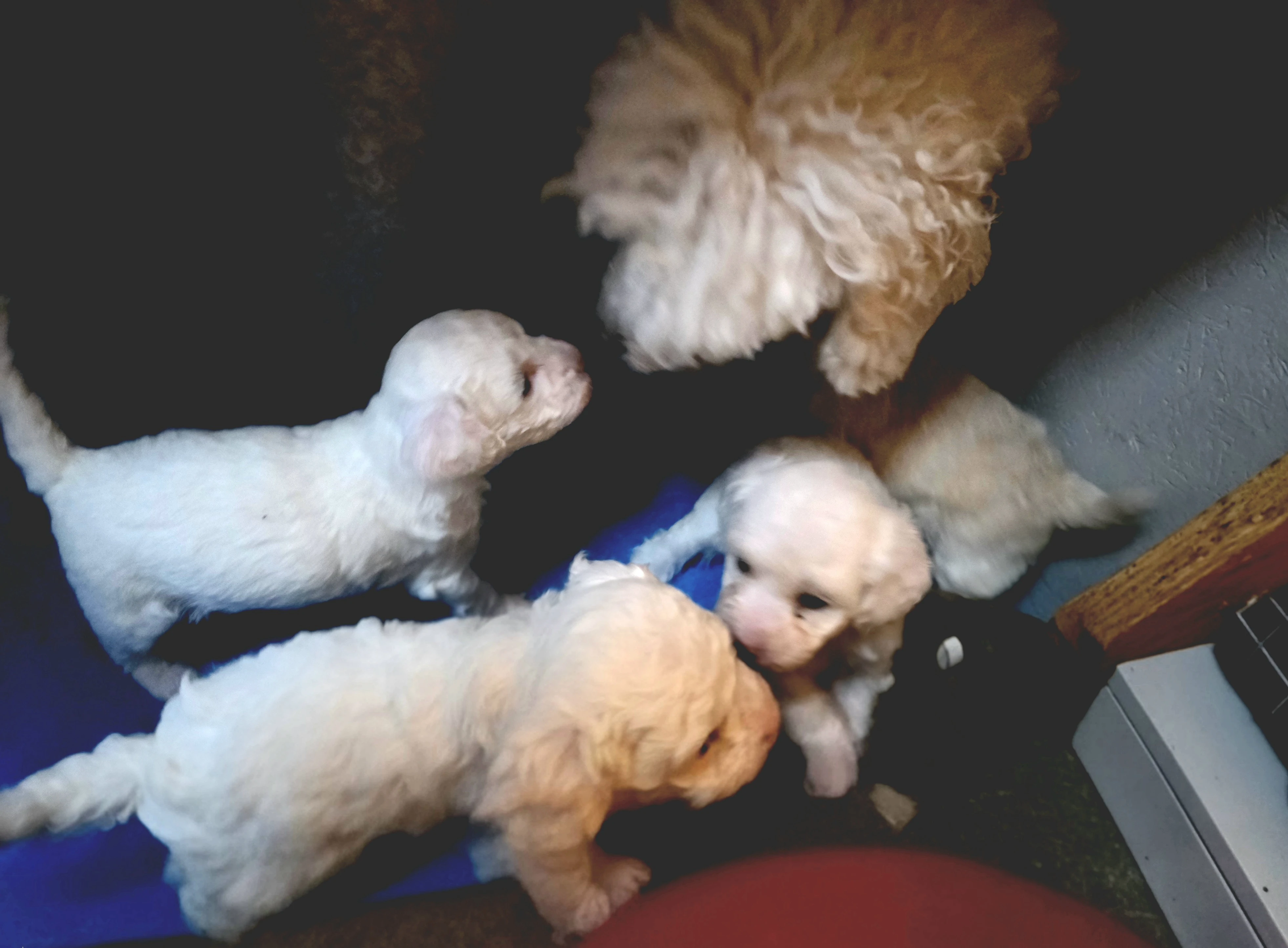 Štěně v typu pudl trpasličí