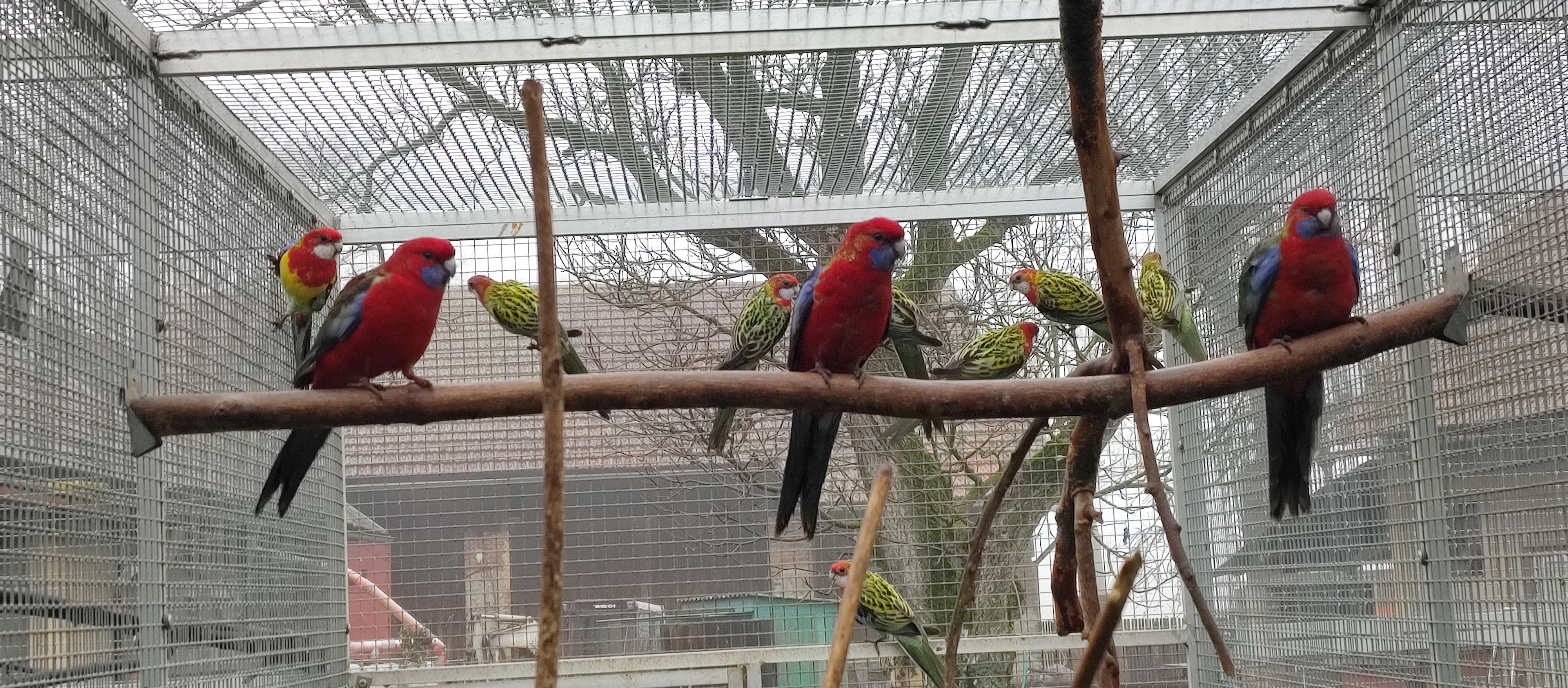 Rosela pestrá, přírodní 4.4