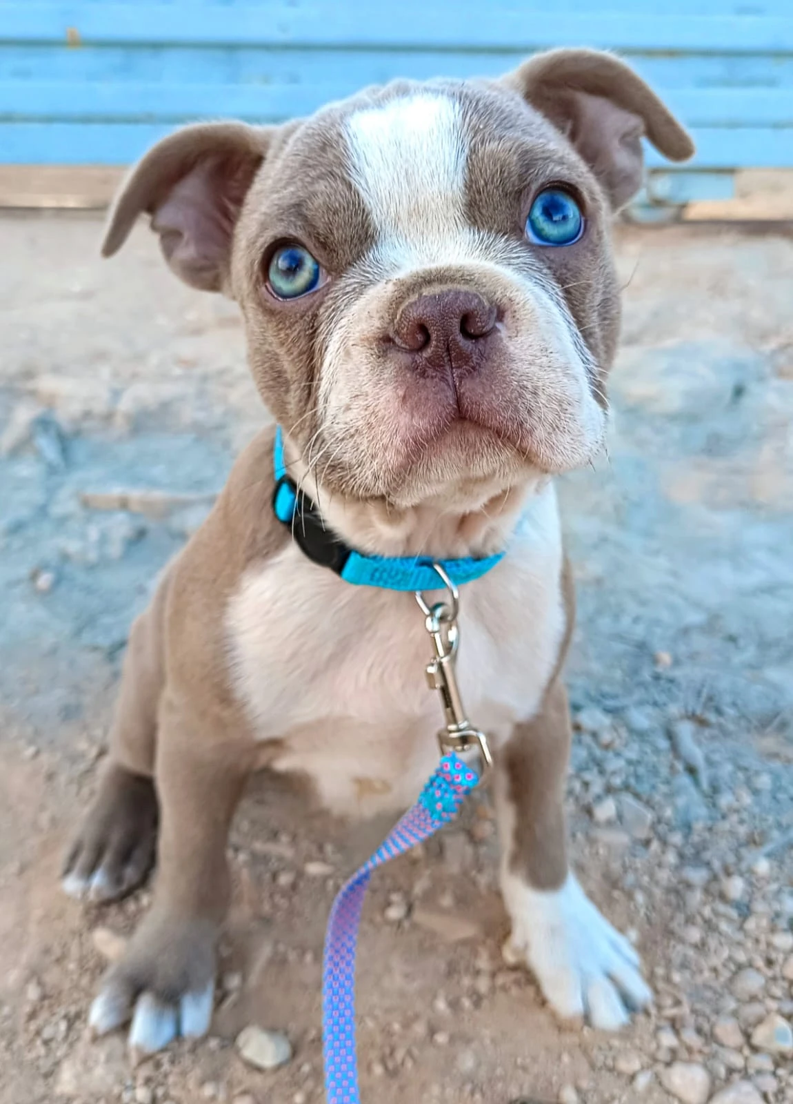 Bostonský teriér s PP - odběr únor 2026