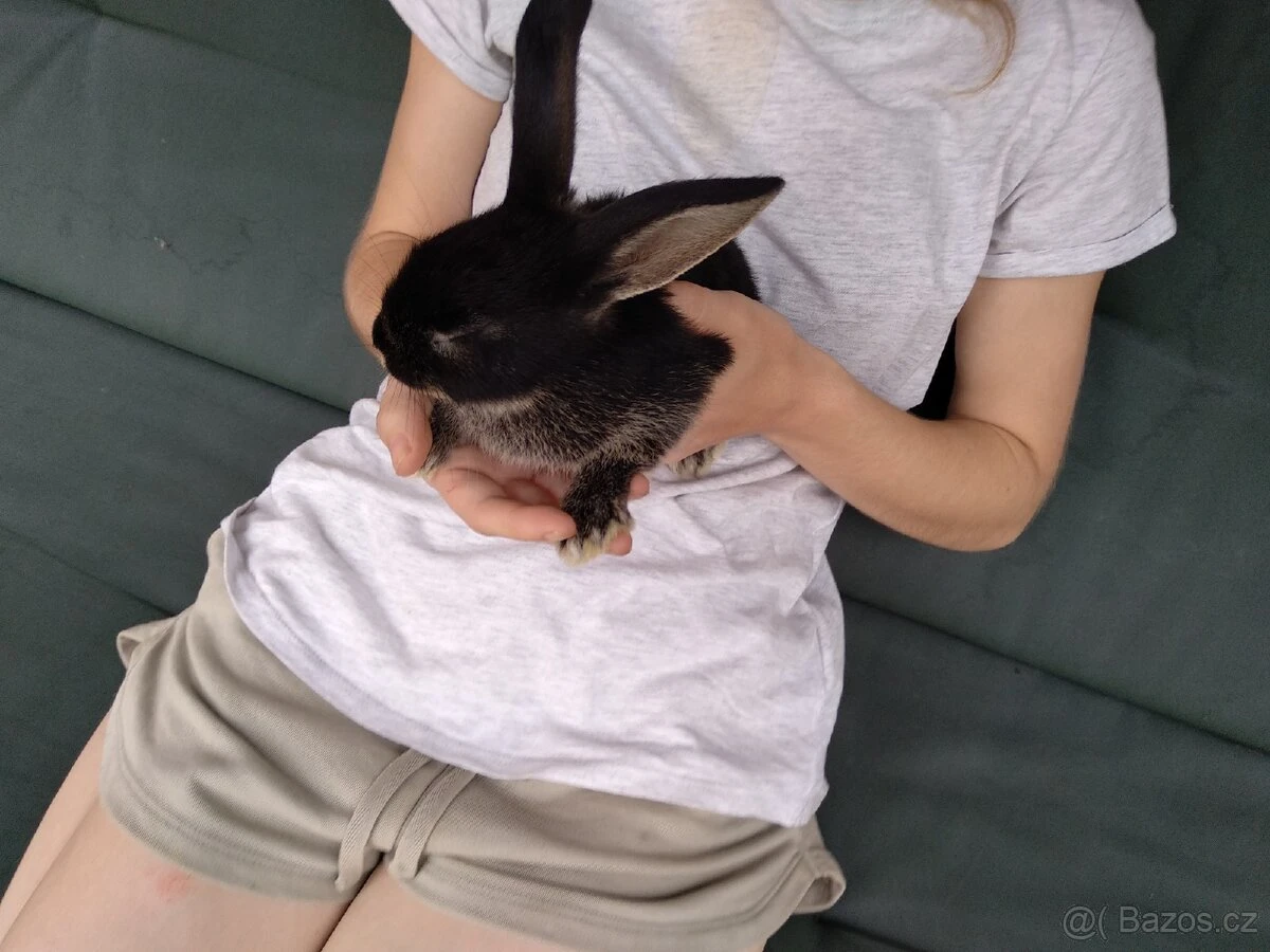 Prodám zakrslé králíčky....