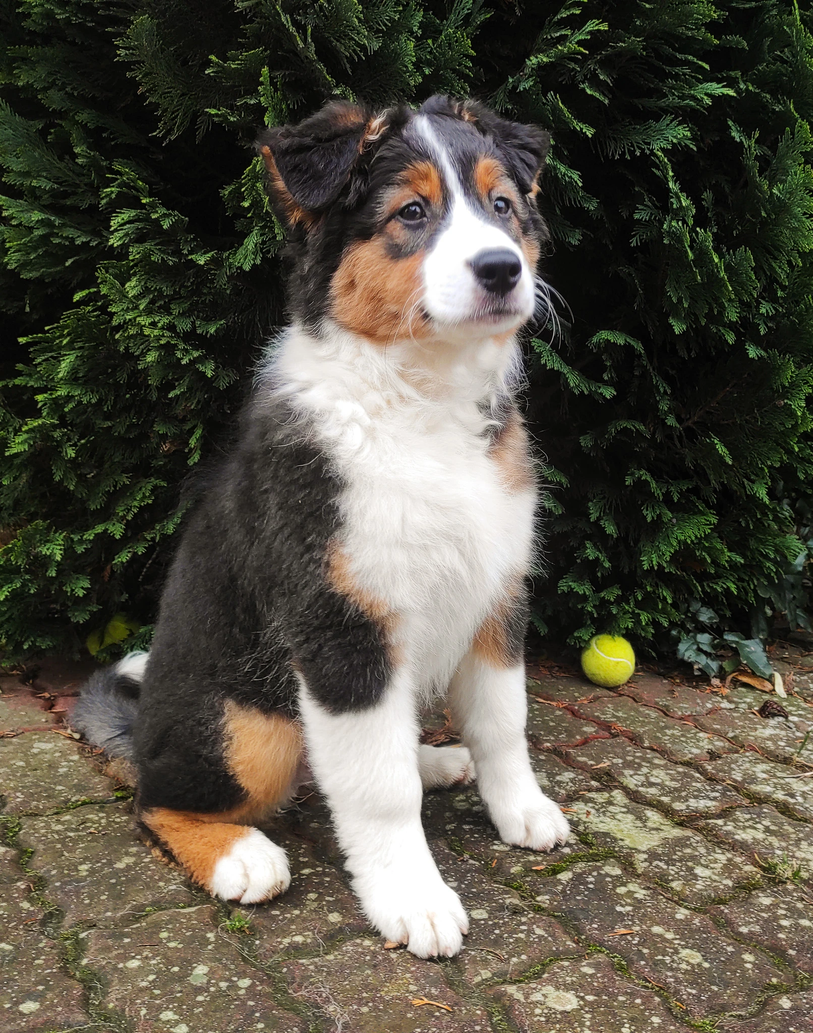 Australský ovčák - tříměsíční štěně - fenka