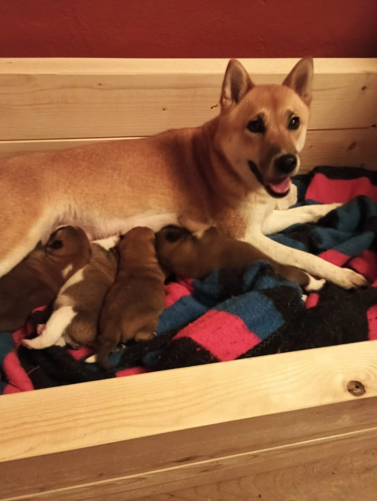 Vymazlená štěňátka