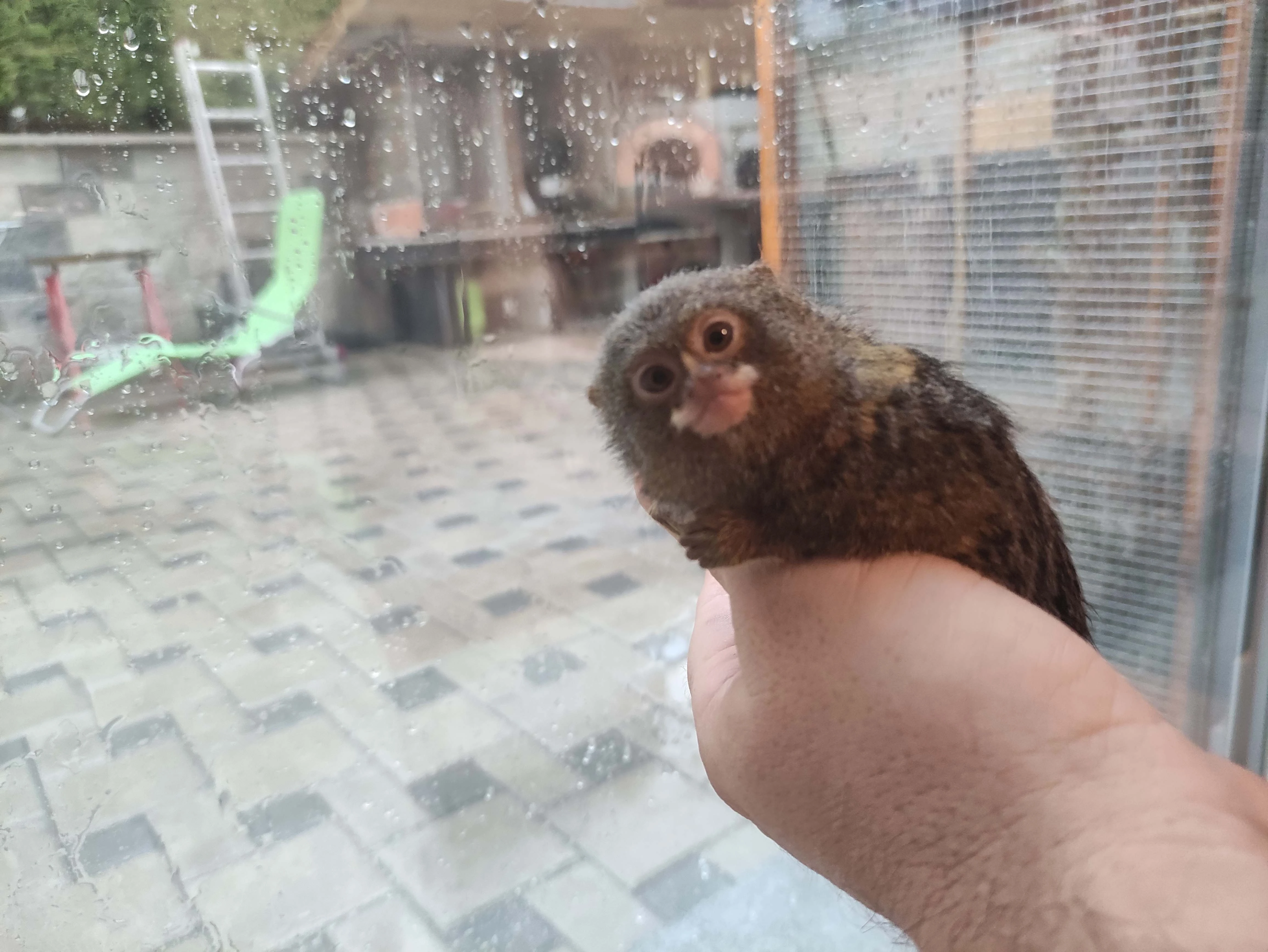Pygmy (finger) marmoset