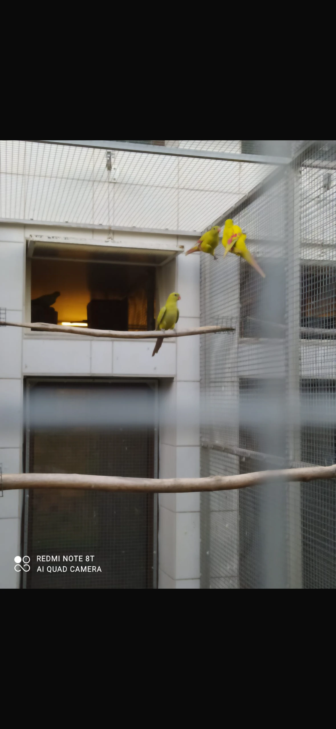 Prodám papoušek horský a další..