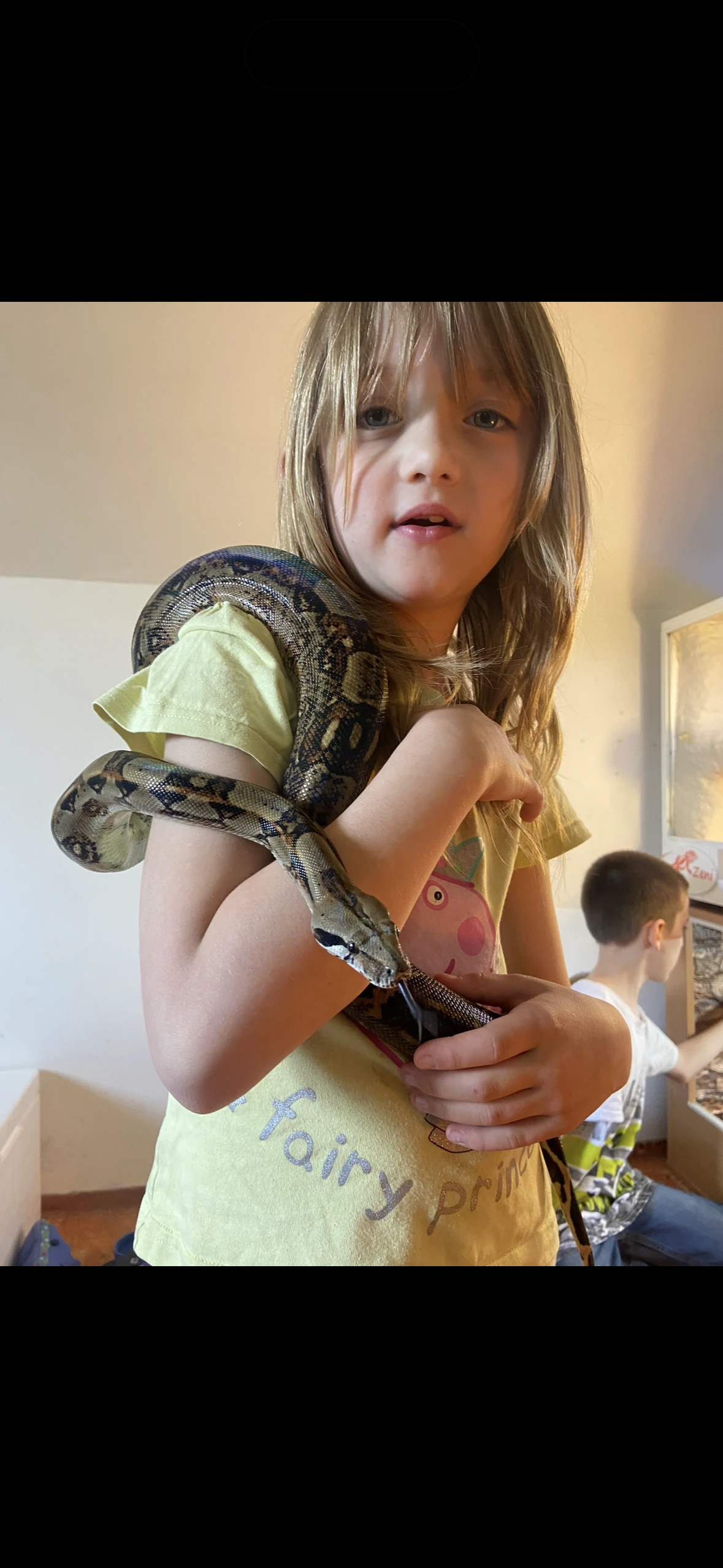 Hroznýš Královský s teráriem