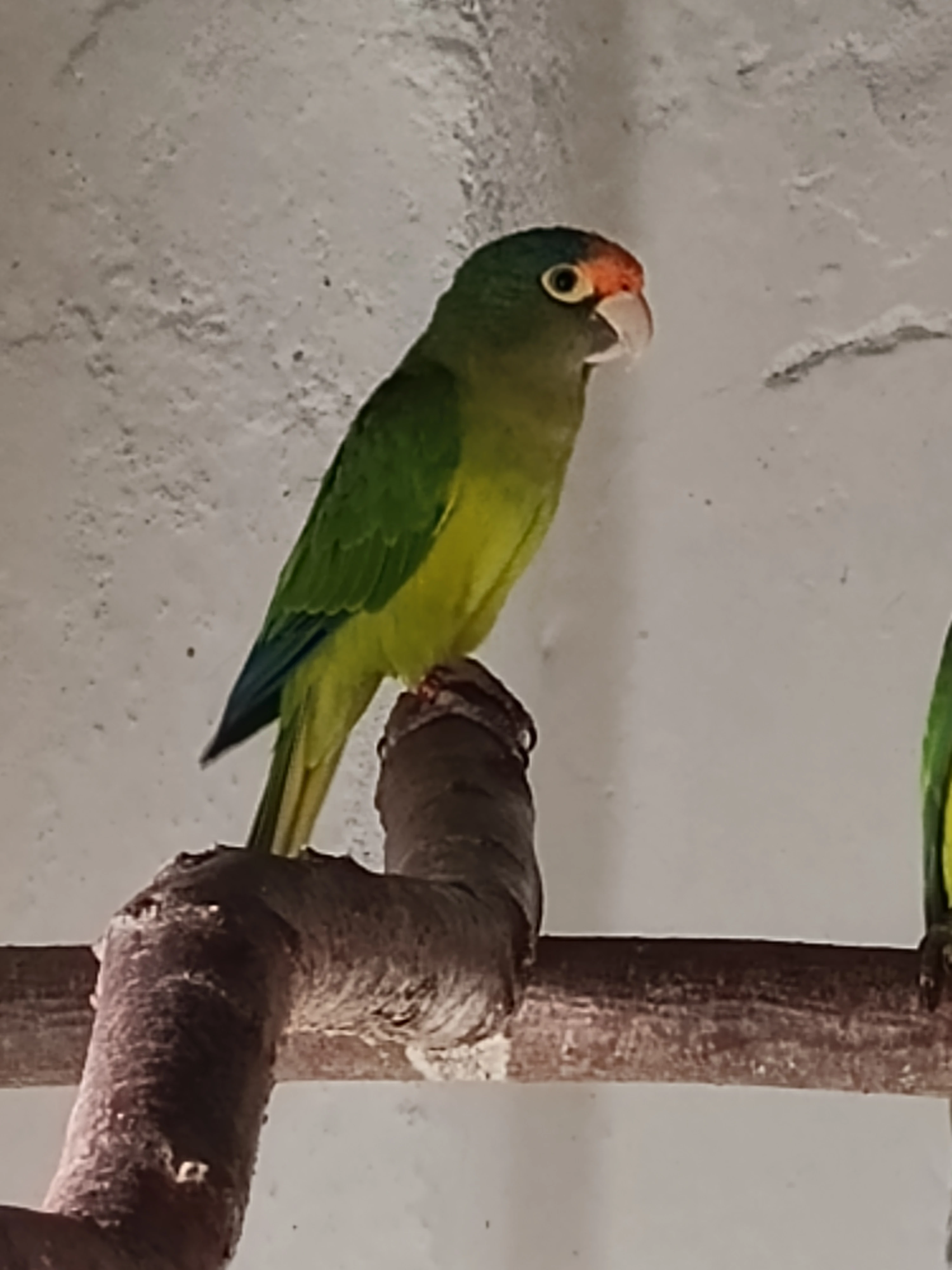 Aratinga červenohrdlý