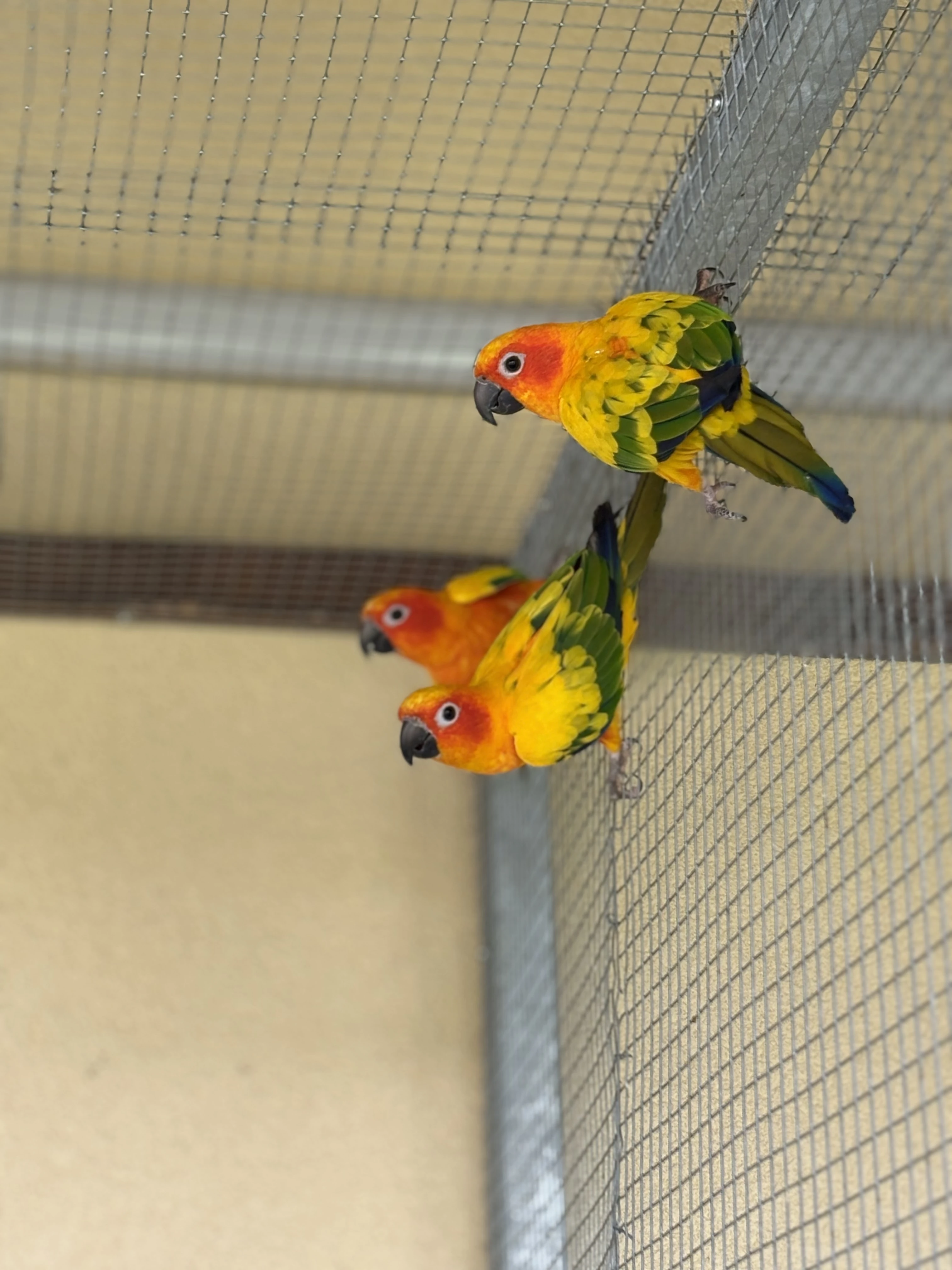 Prodám aratina sluneční