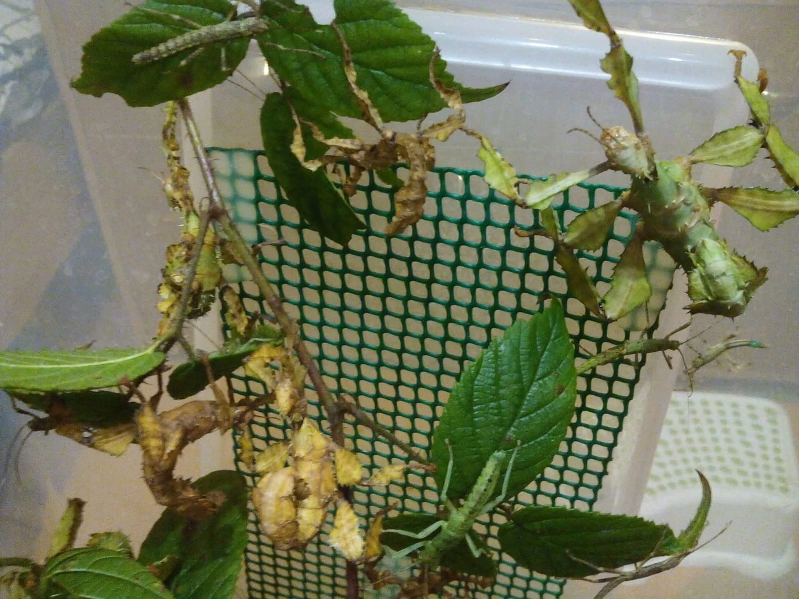 Strašilka australská -Extatosoma tiaratum