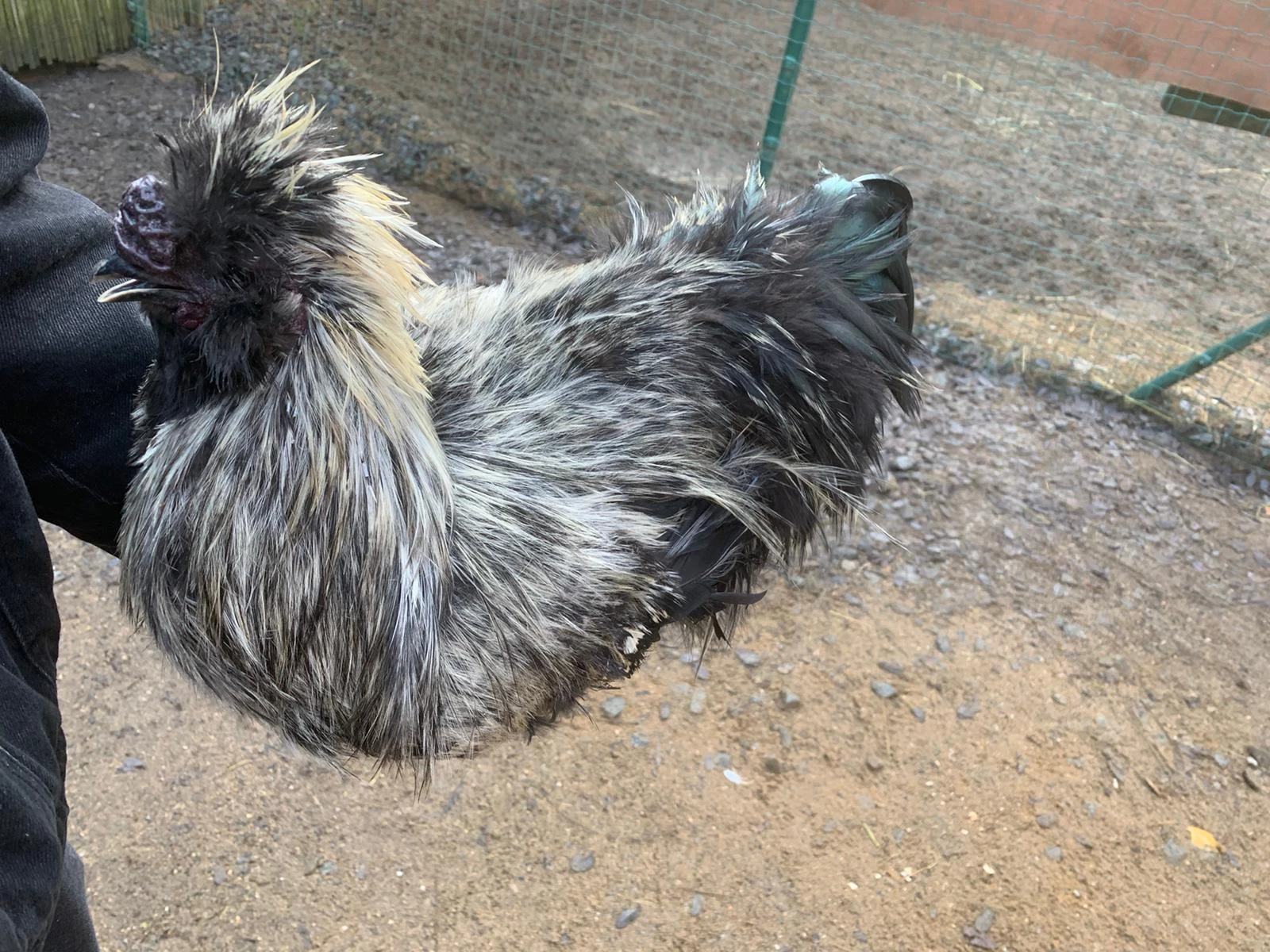 Hedvábnička velká