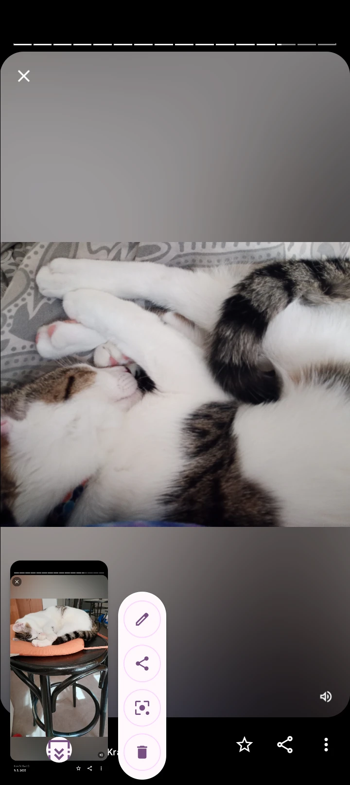 Nabízím adopci kocourka