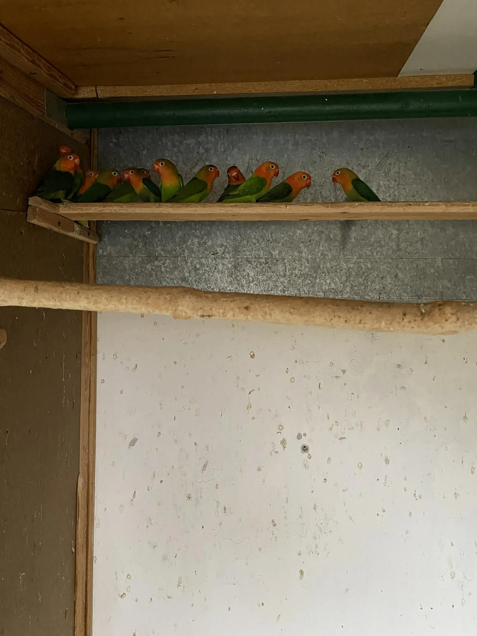 Prodám agapornis fischeri