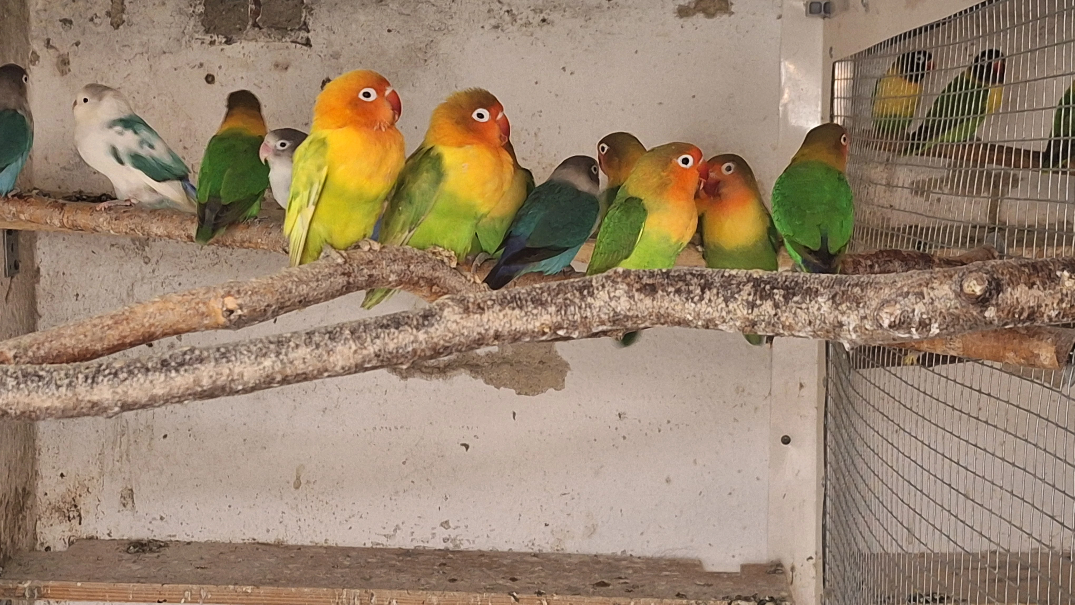 Chovné hejno agapornis fišerův