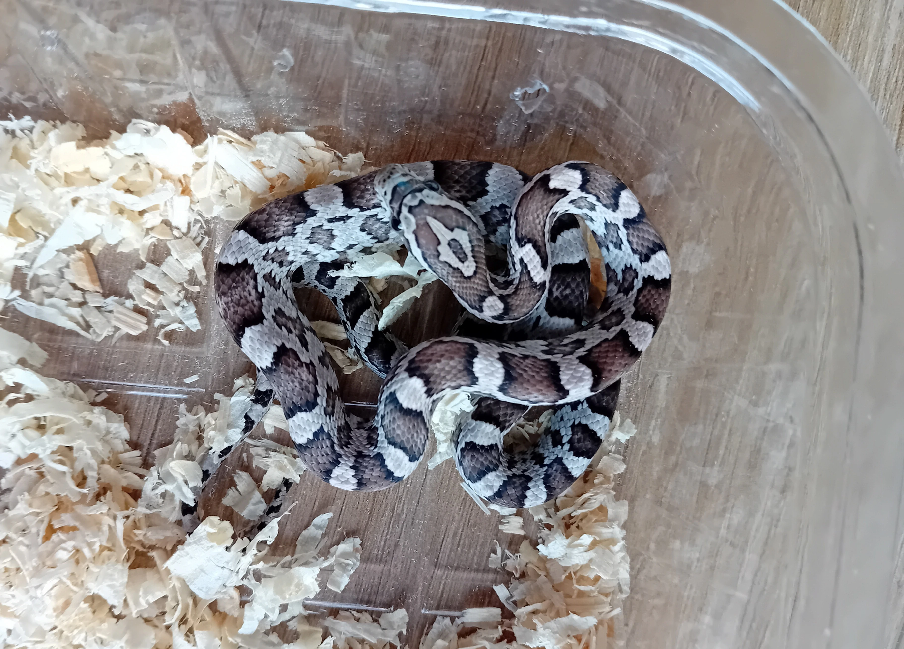 Užovka červená het. Scaleless