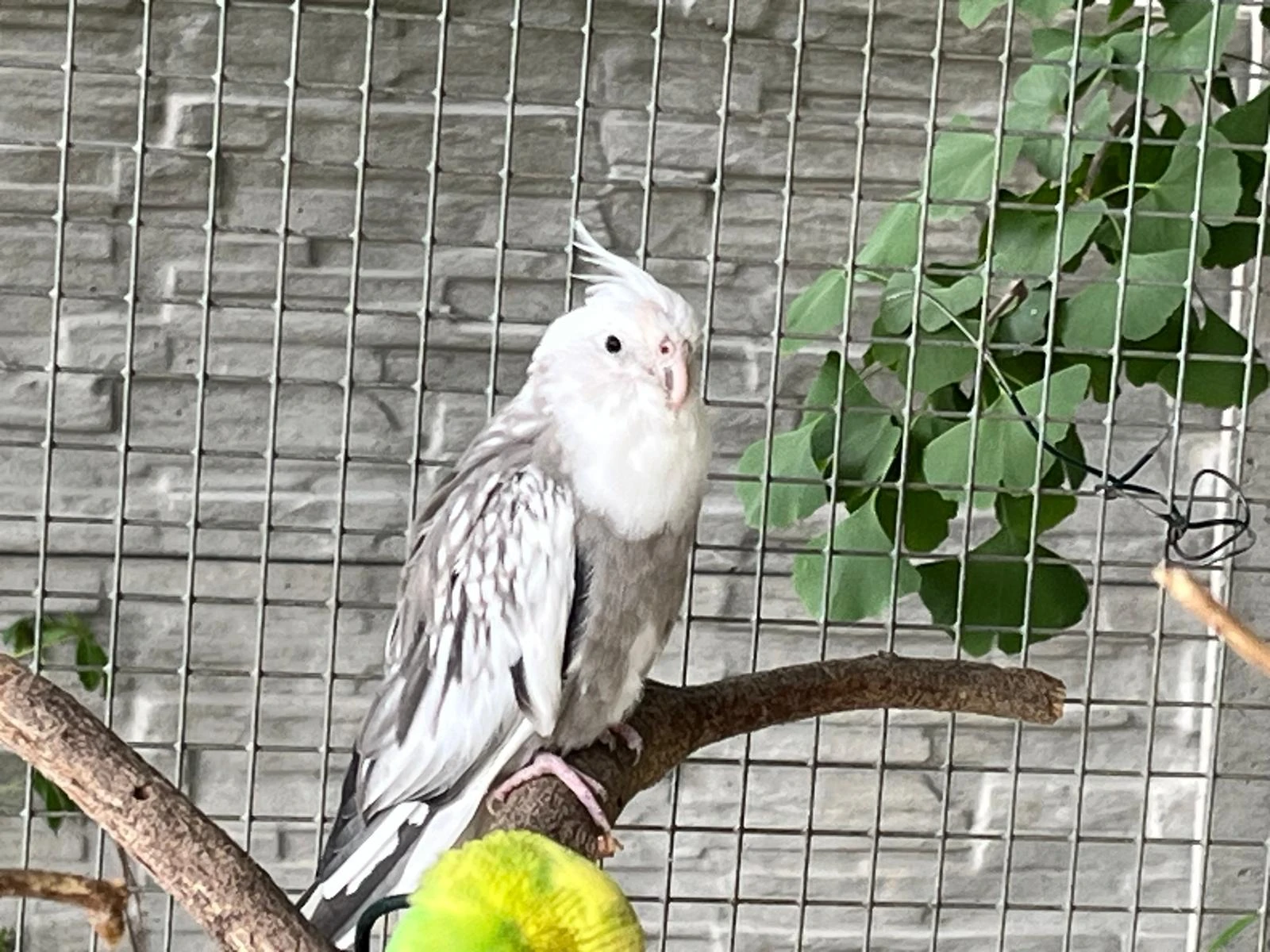 Prodám samce korely bělohlavé