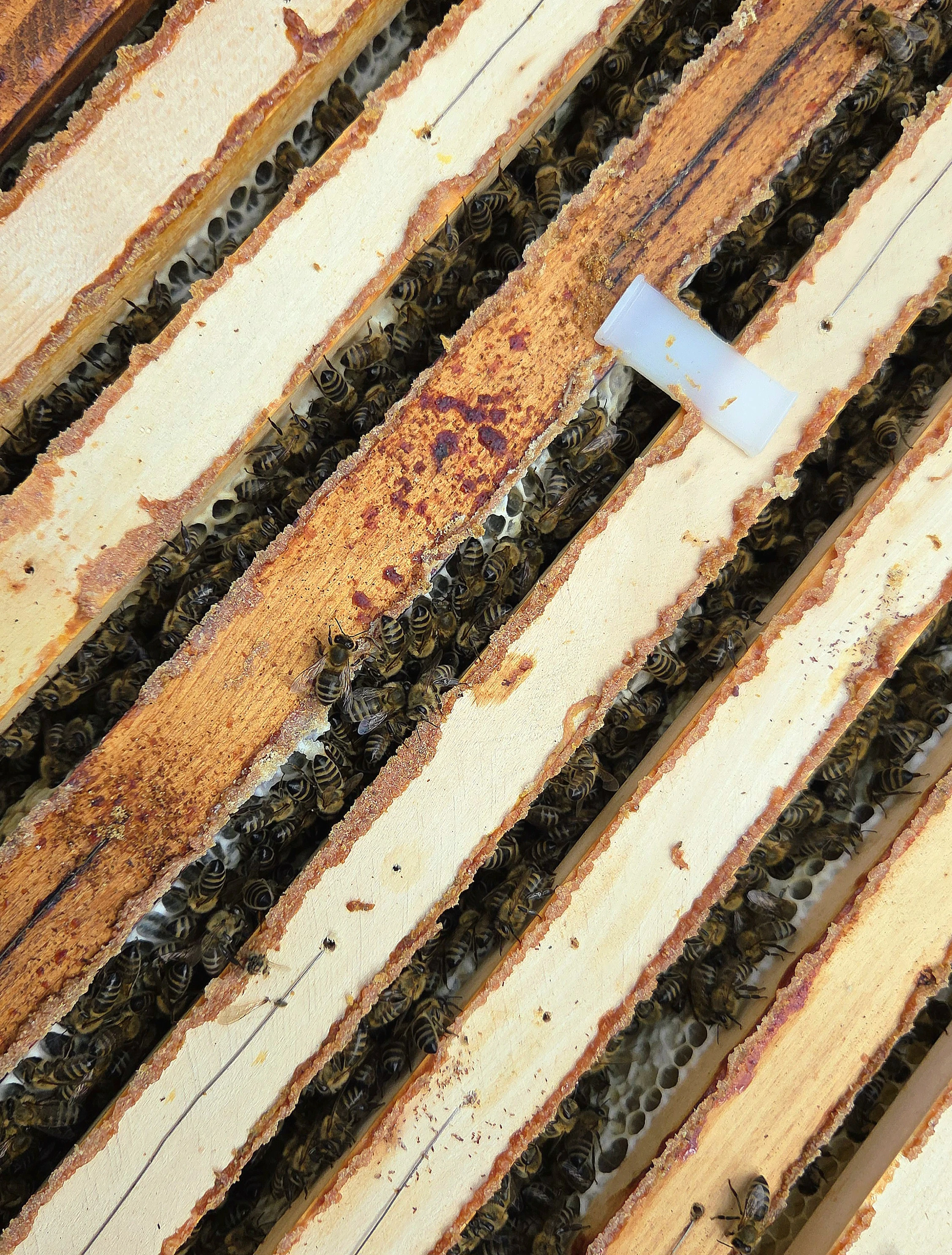 Celá včelstva, včely, včelstva