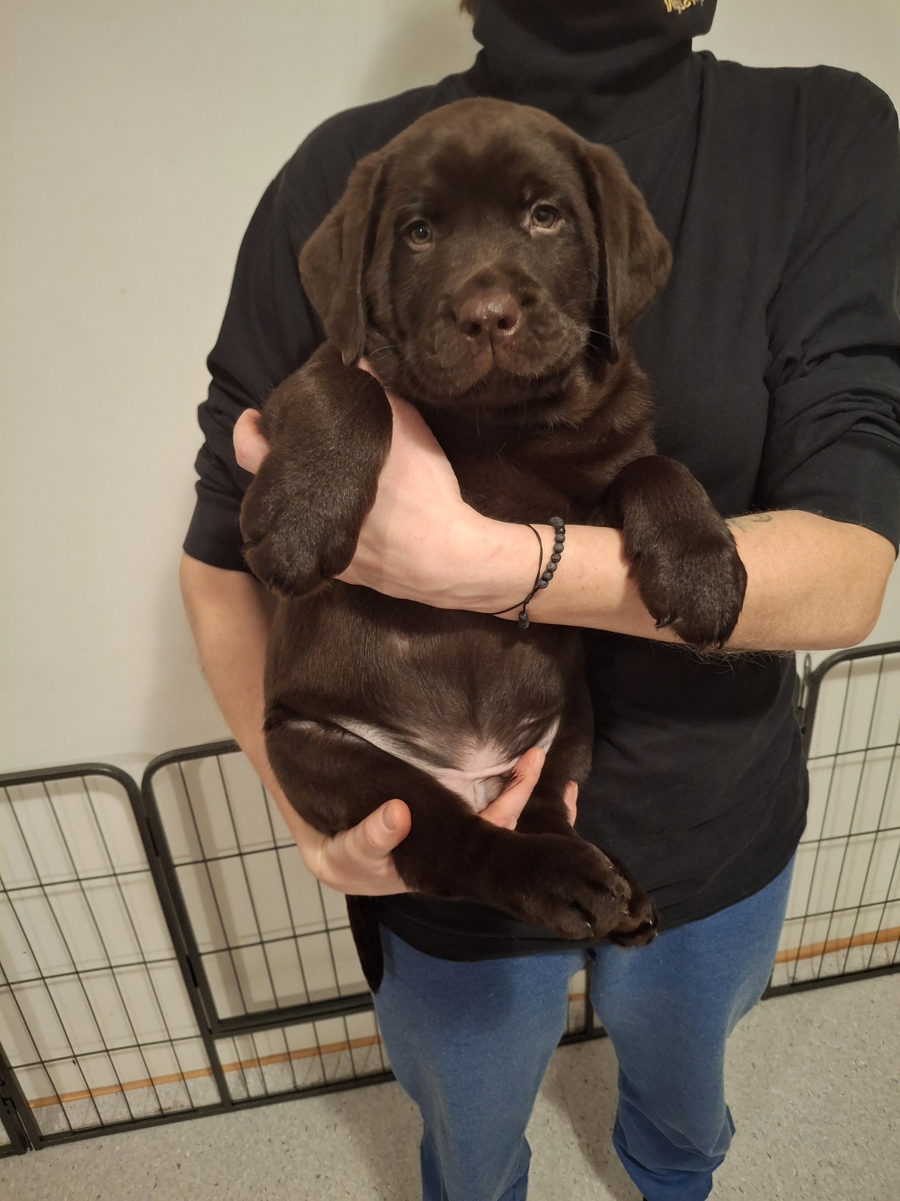 Čokoládová štěňátka labradora s PP