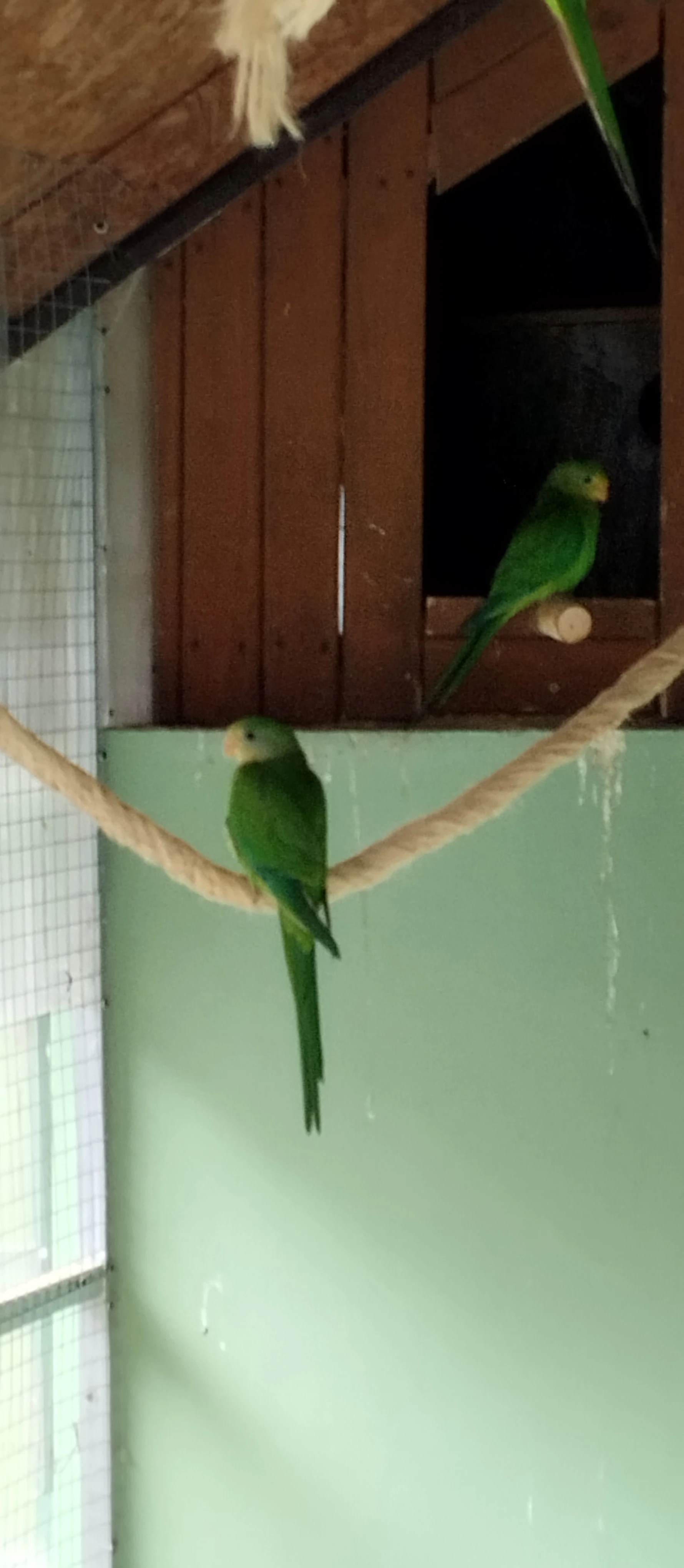 Papoušek nádherný