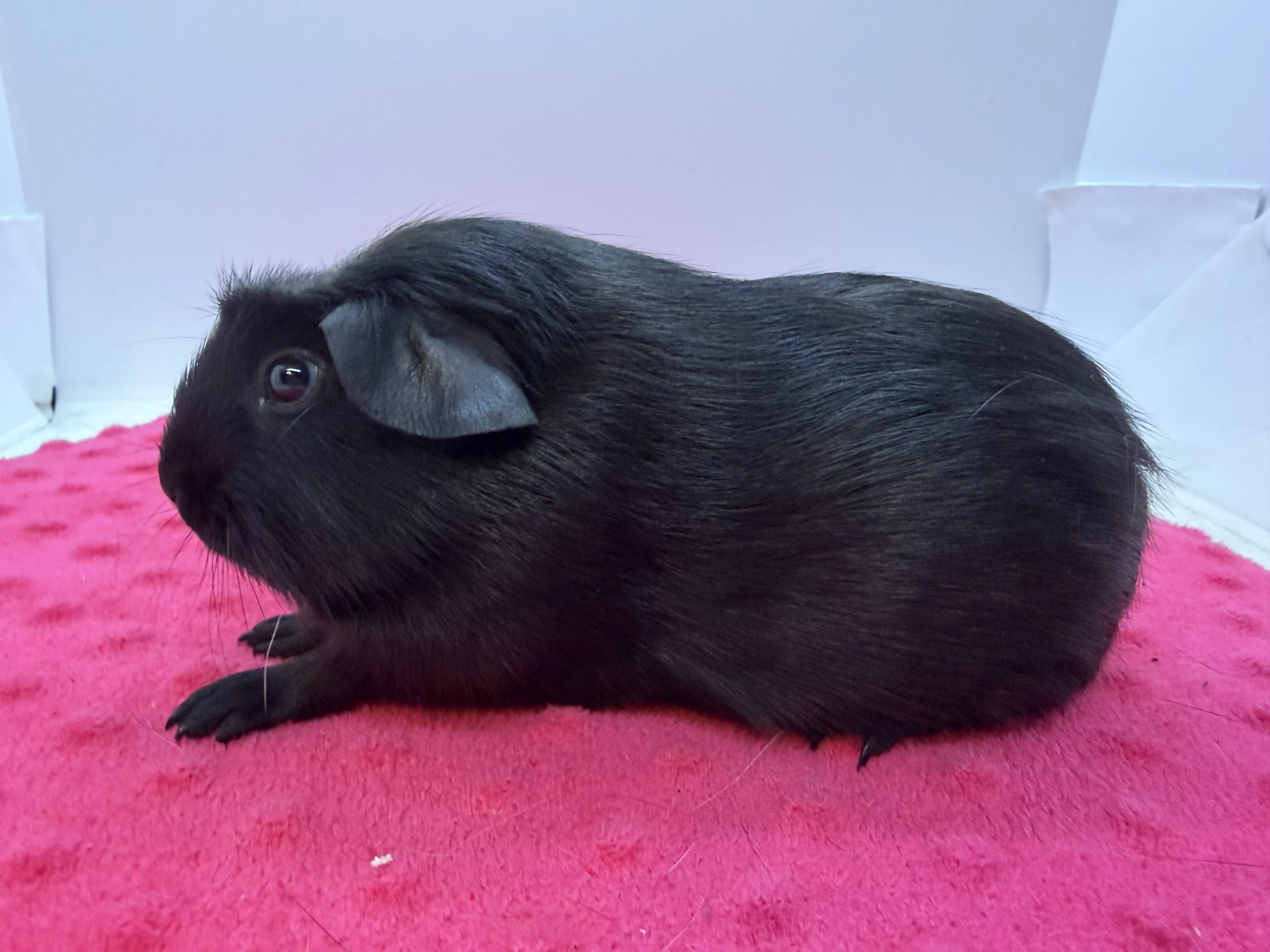 Morče crested sameček černá s PP