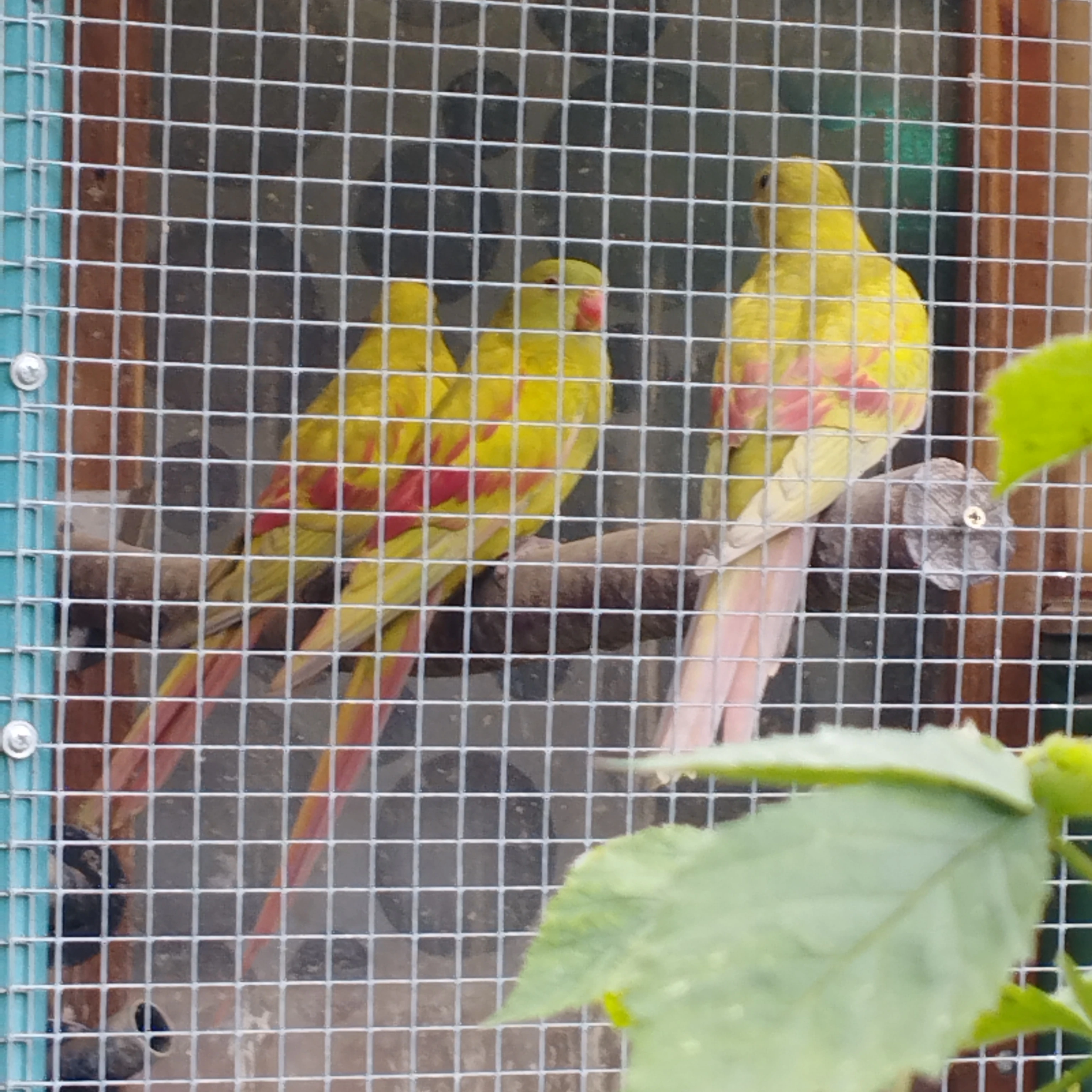 Papoušek horský pastel