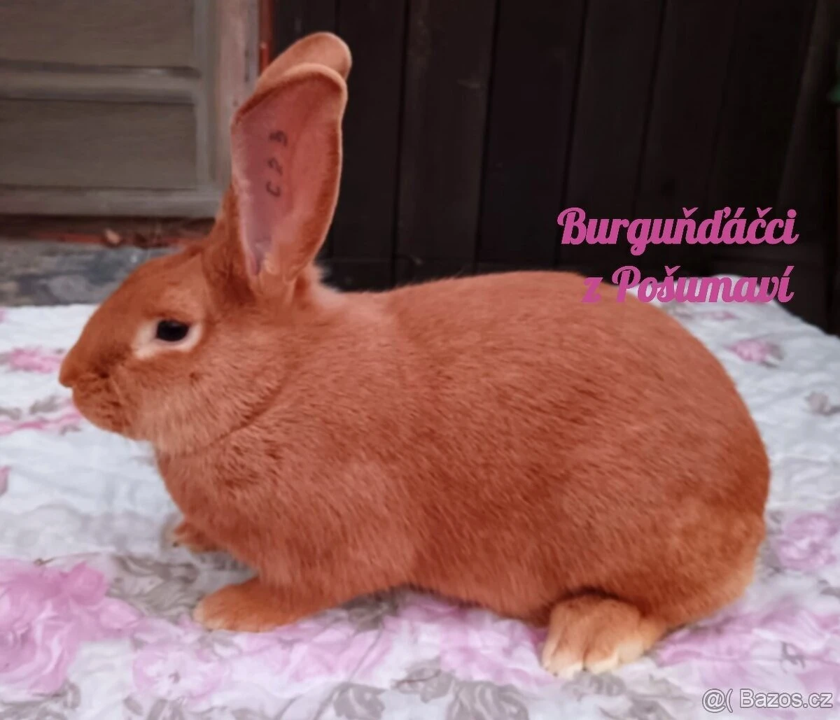 Burgundský králík s PP - samečci a samičky