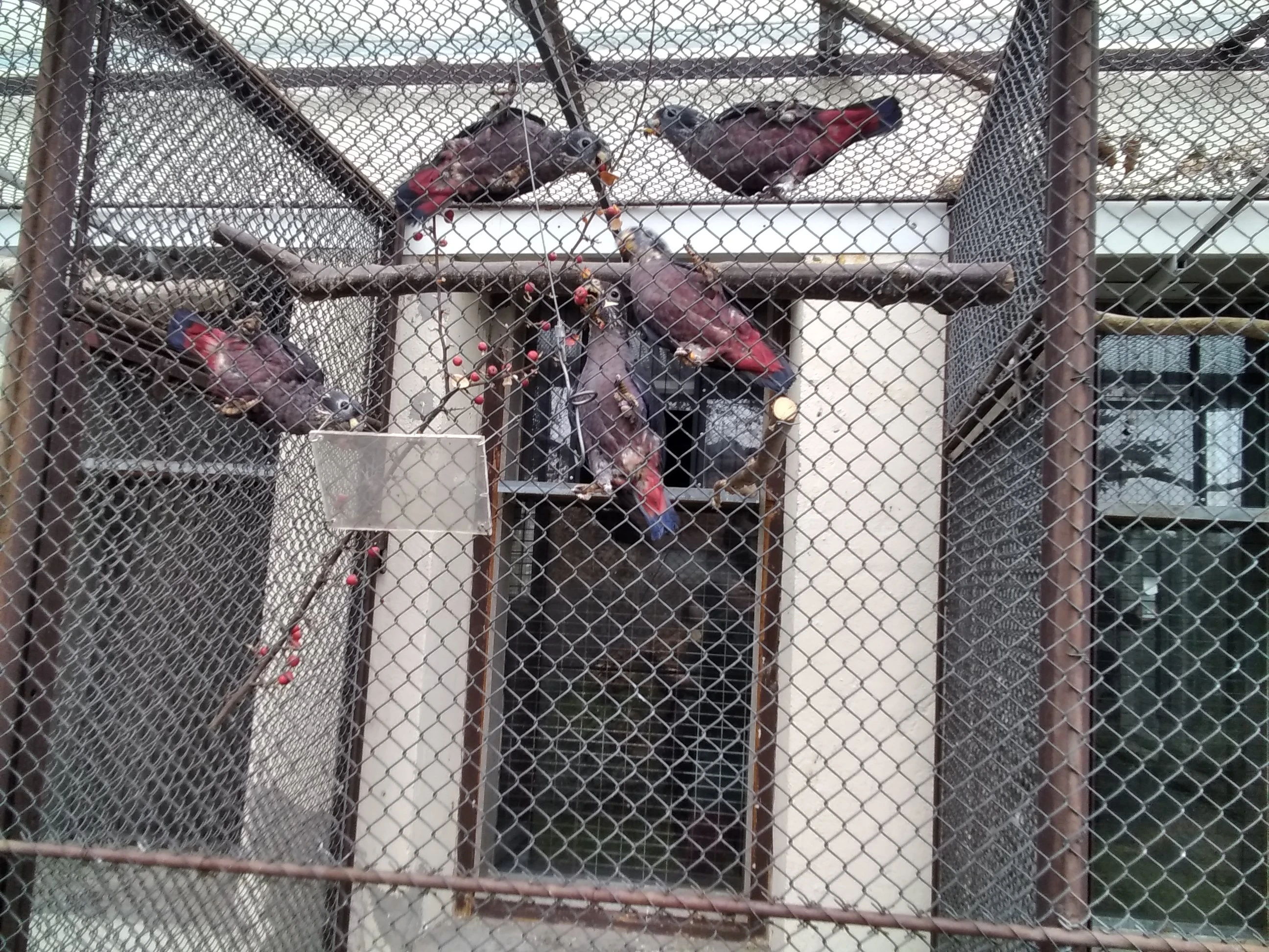 Vyměním amazónek tmavý 1,0 za 1,0