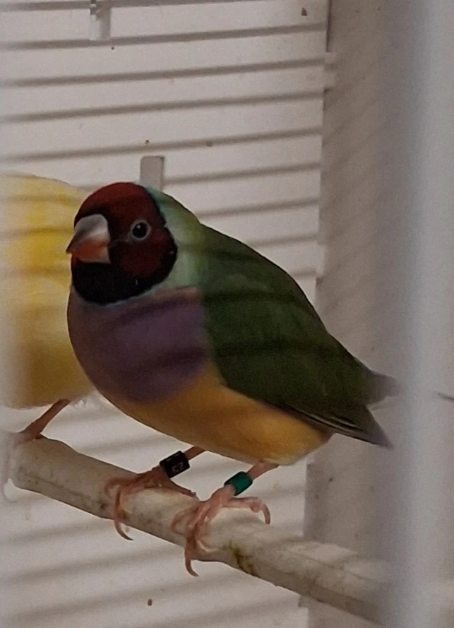 0.2 amadina gouldové