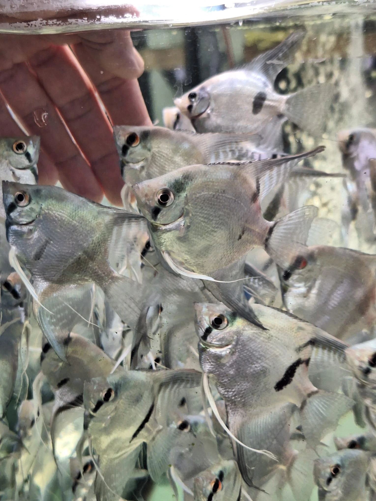 Skalára amazonská-stříbrná  linie