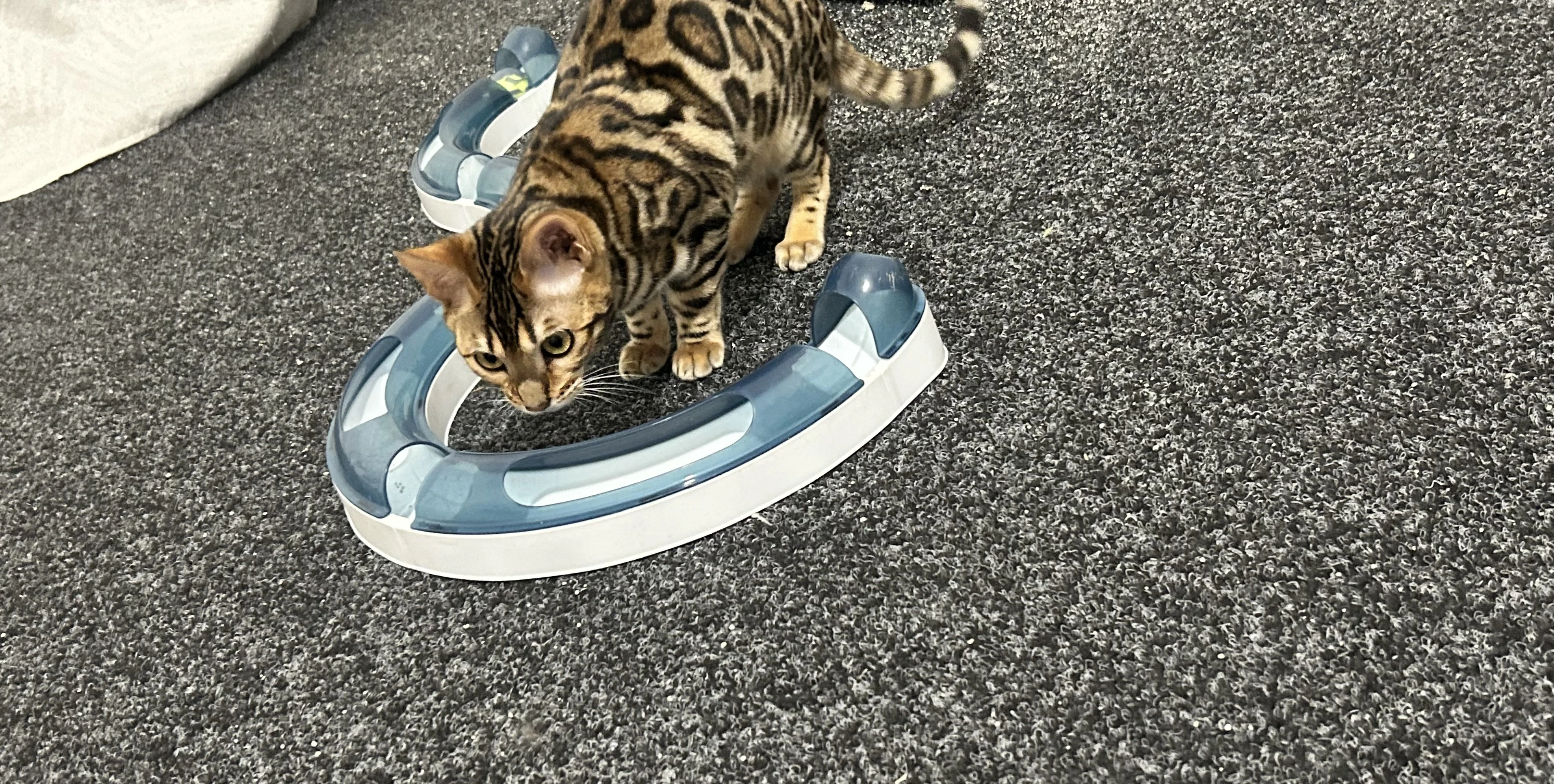 Bengálská kočka -holčička