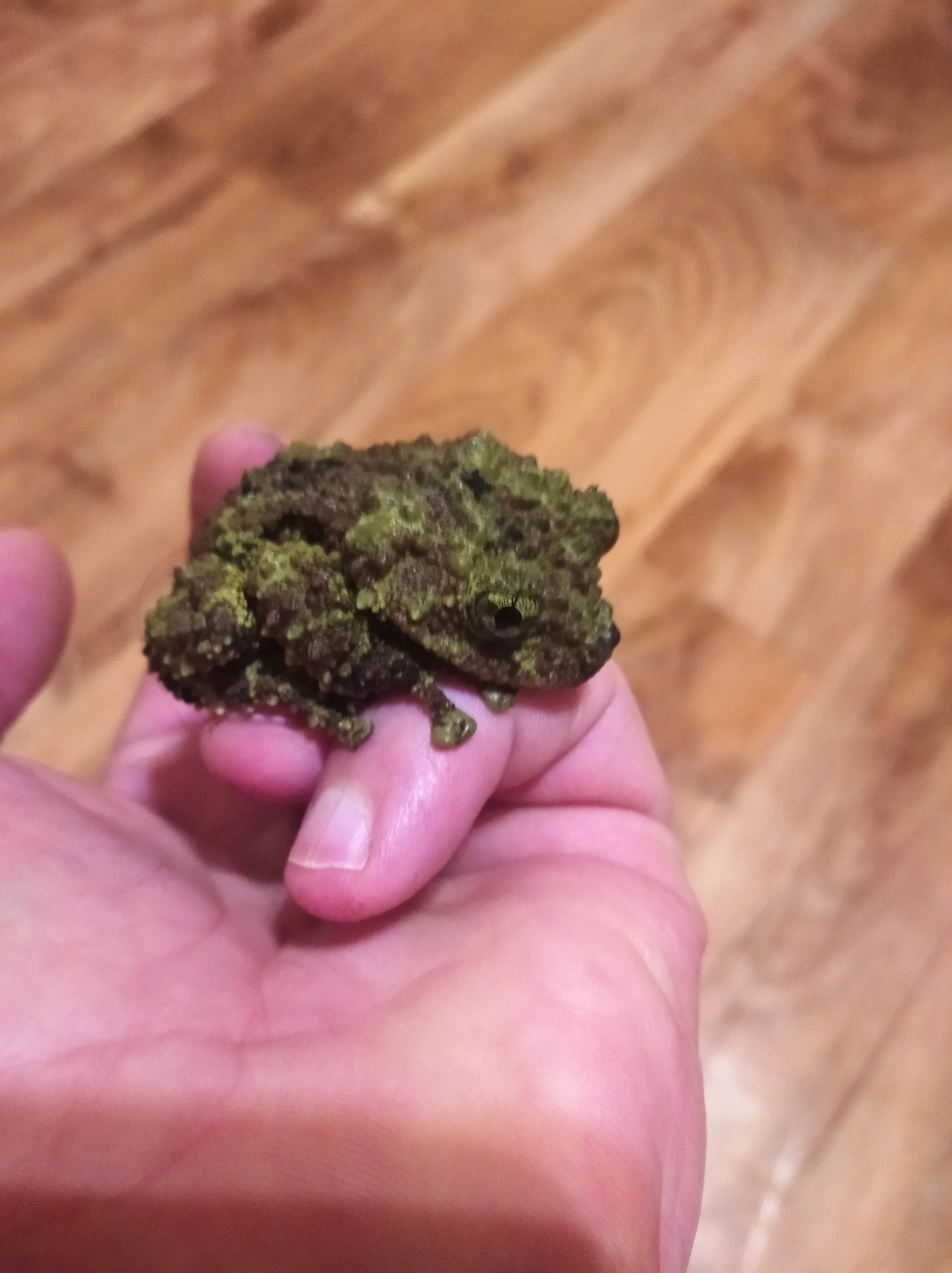 Theloderma corticale