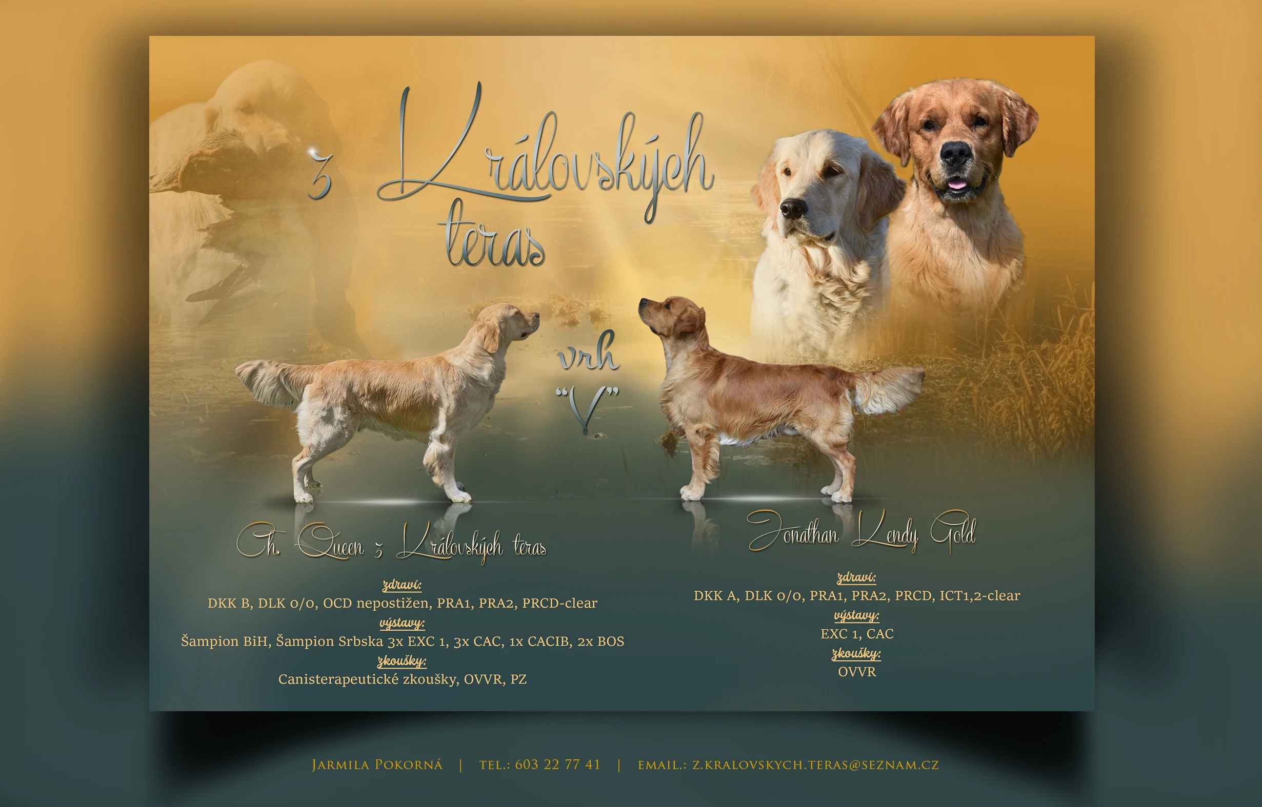 Zlatý retrívr štěňata s průkazem původu