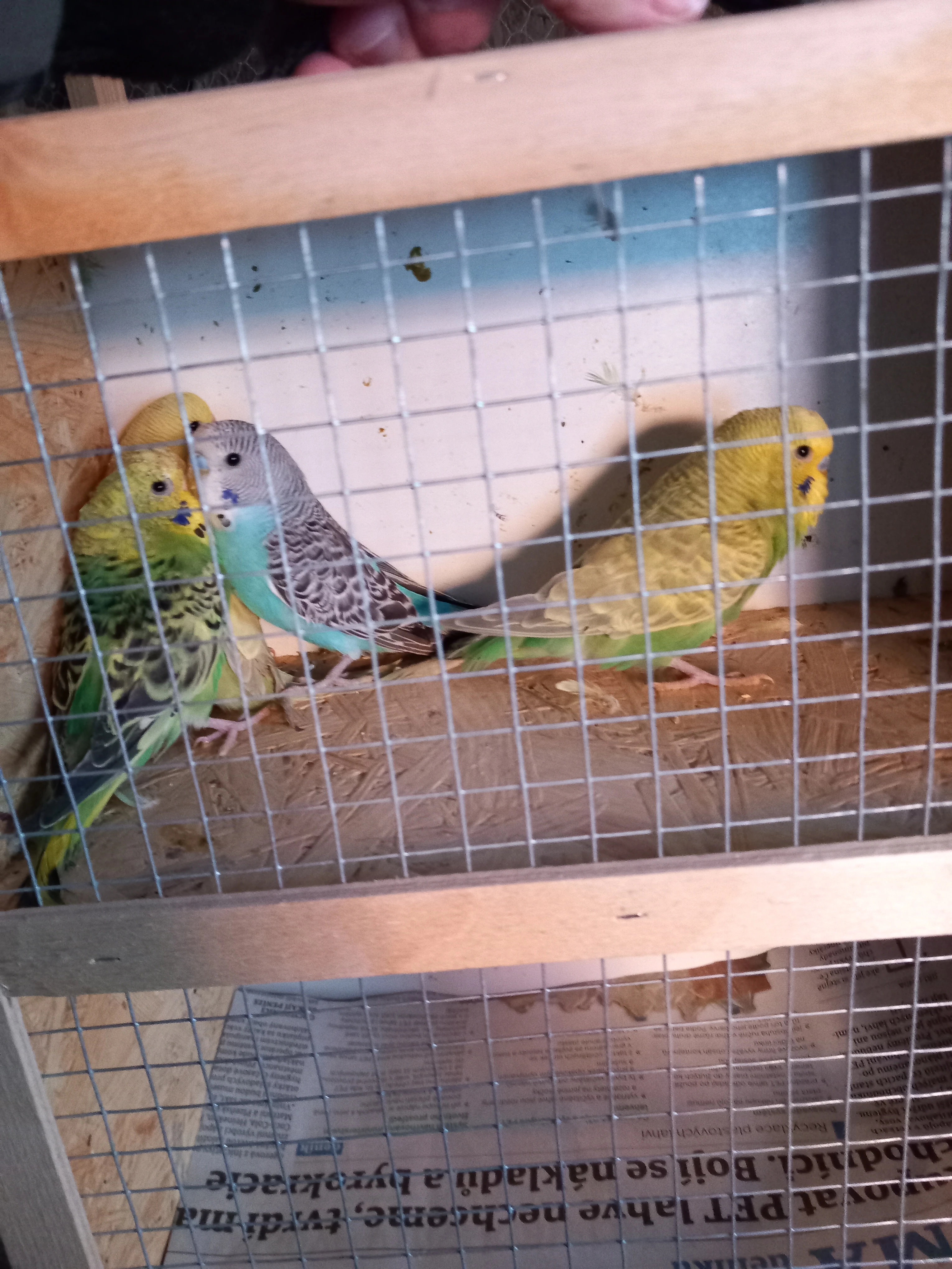 Andulka Vlnkovaná,  Neoféma Tyrkysová