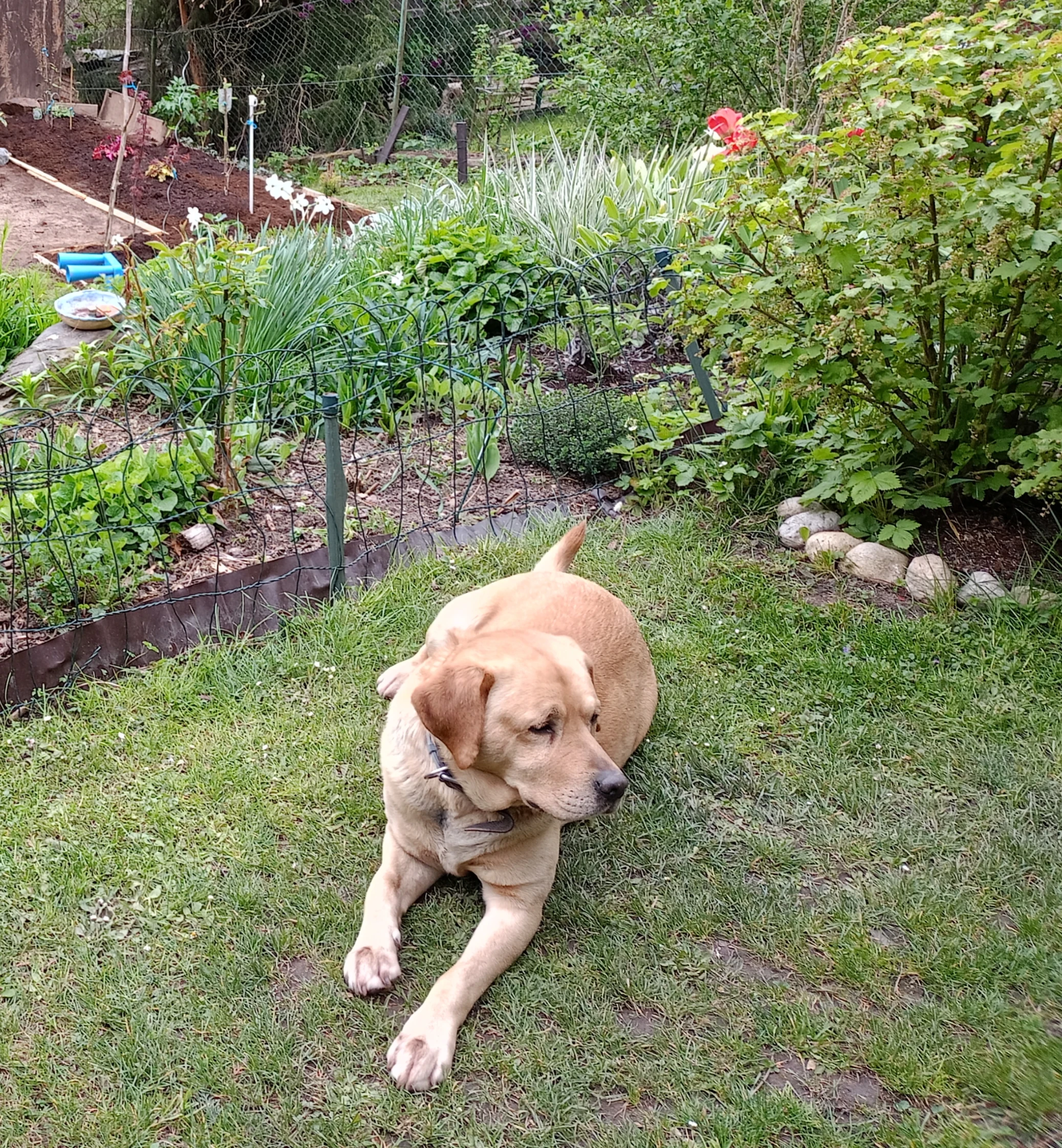 Labrador pes dospělý