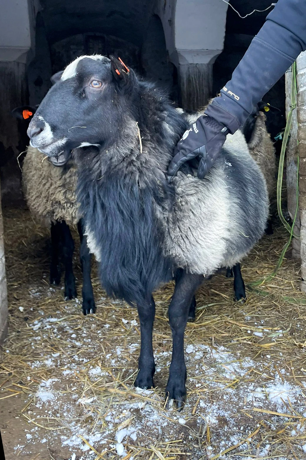 Plemenný beran REL-102 R100