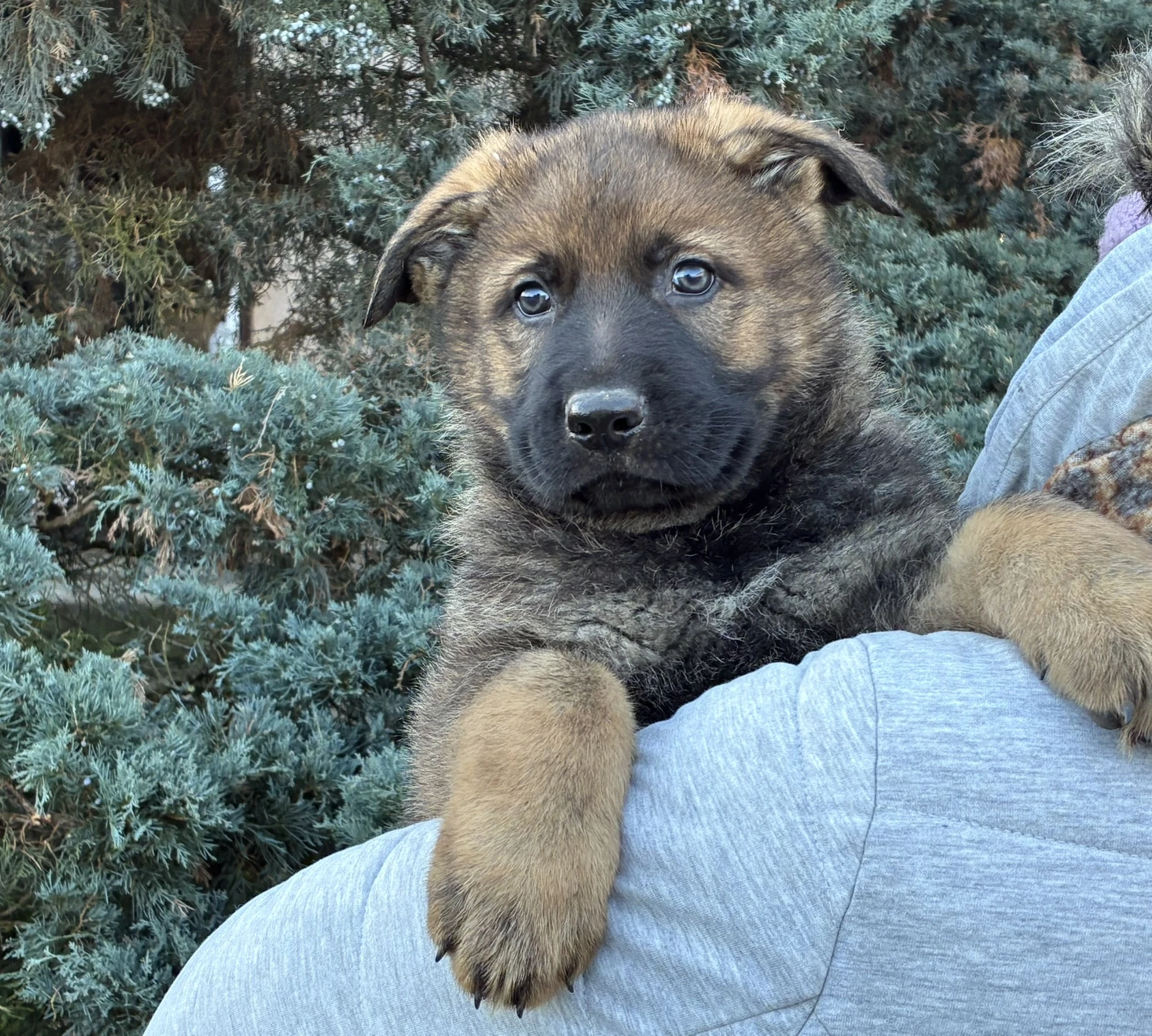 Německý ovčák mohutný pejsek