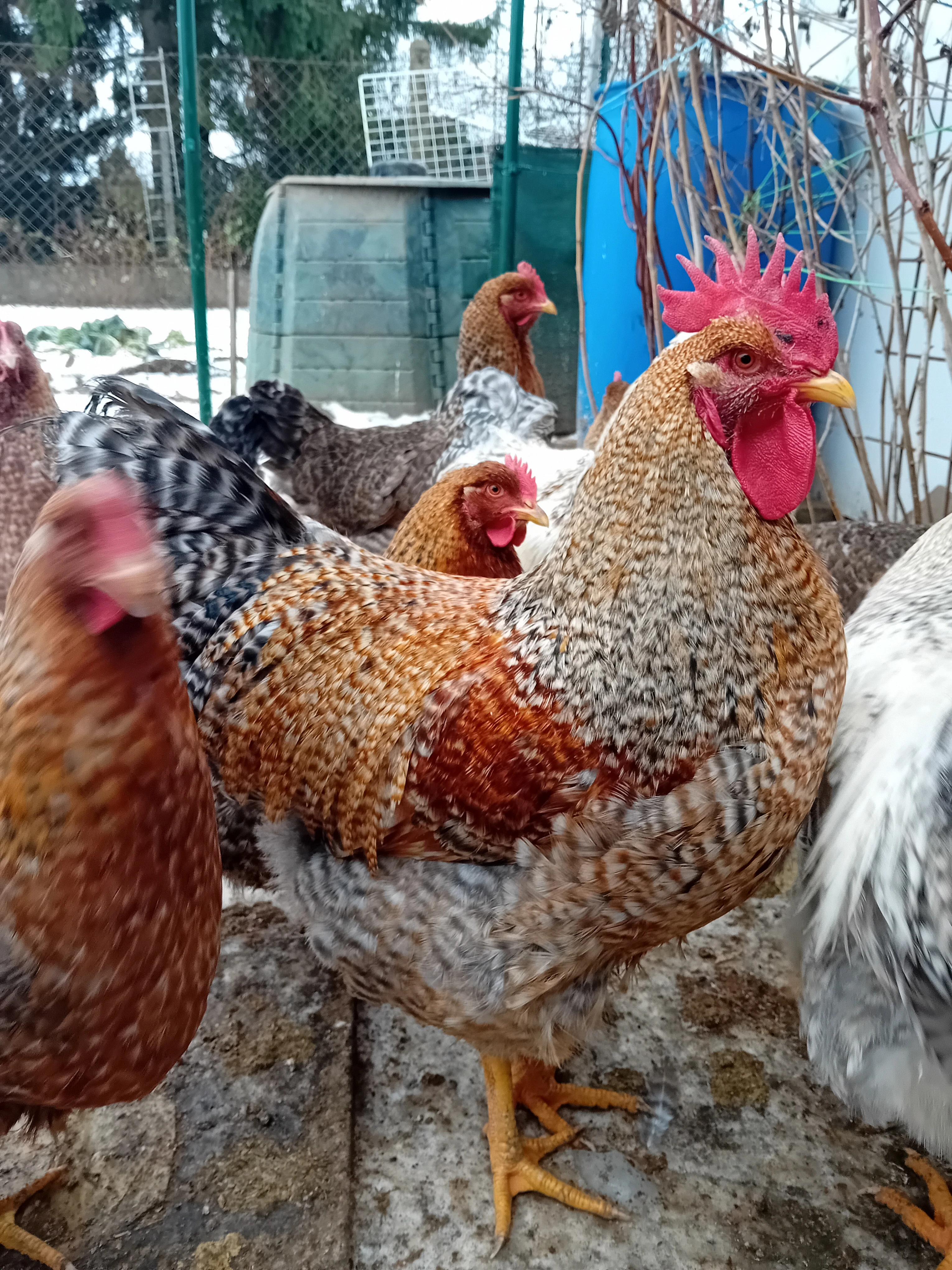 Bielefeldka rodobarvá velká