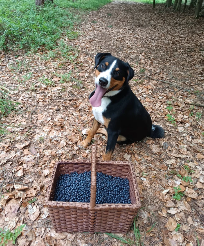 Appenzellský salašnický pes hledá nový domov